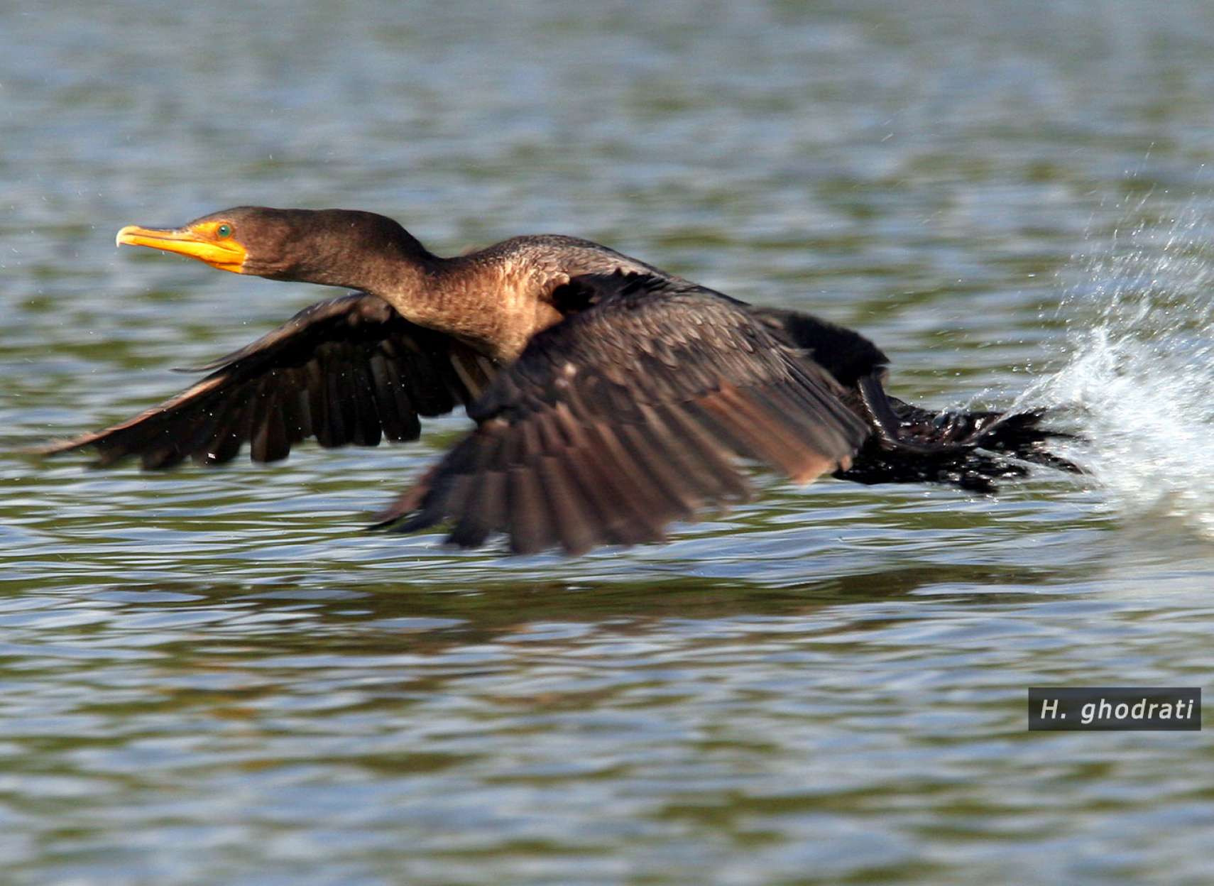 پرواز قهوه‌ای