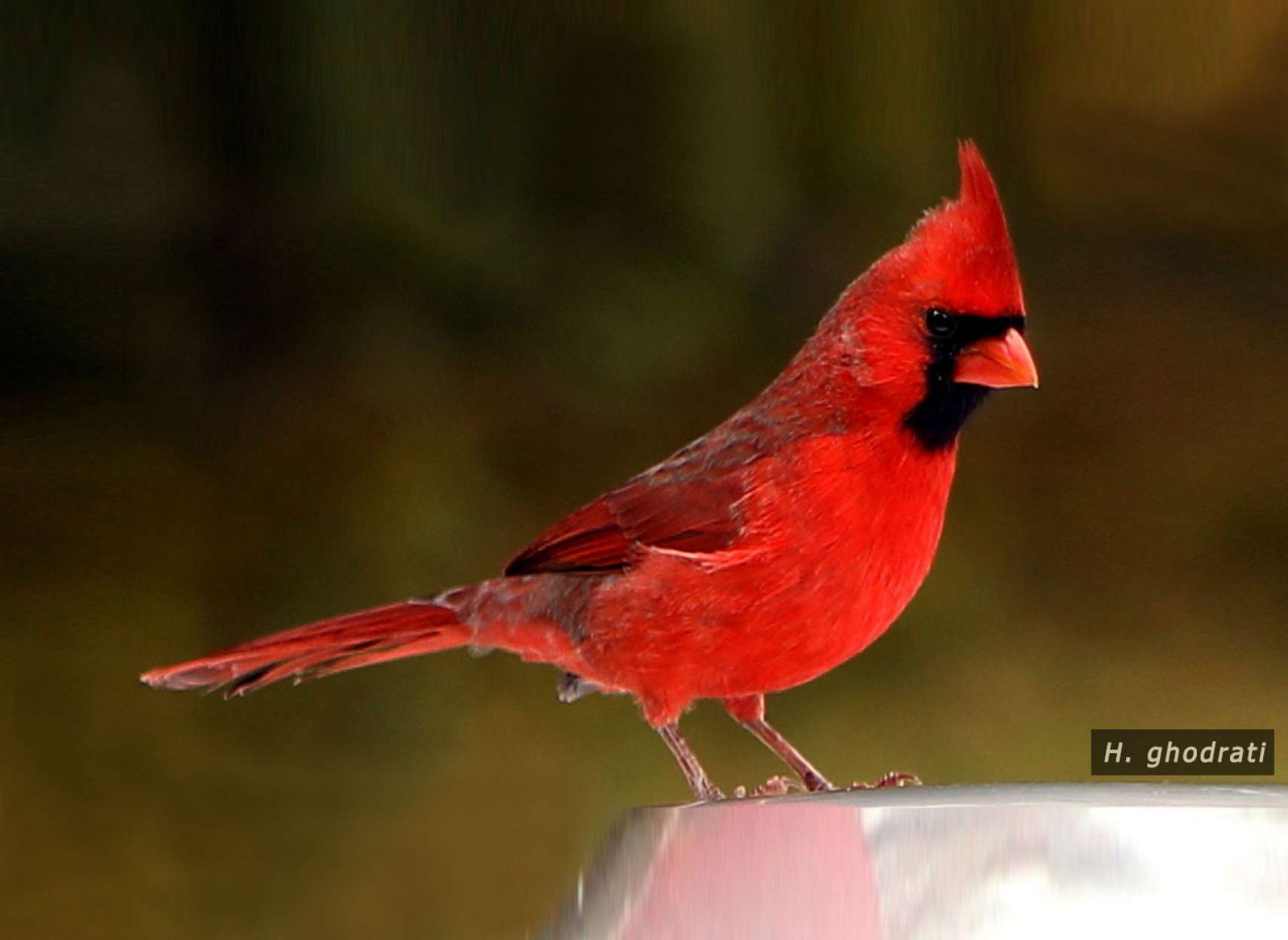 جناب کاردینال