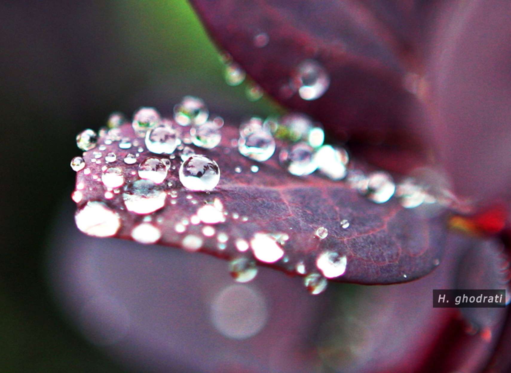 الماس‌هایی روی برگ