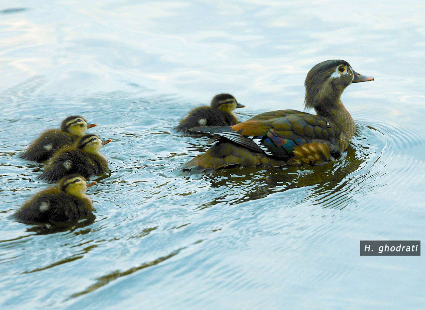 اردک و خانواده