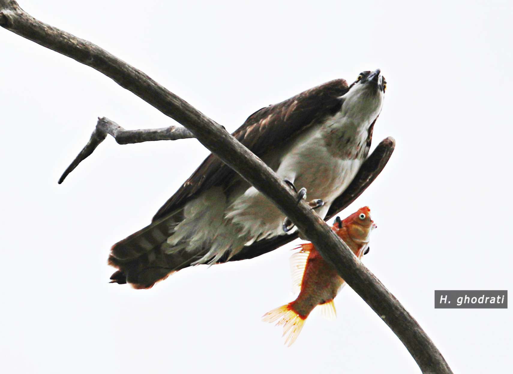 ماهی قرمزی در چنگال عقاب