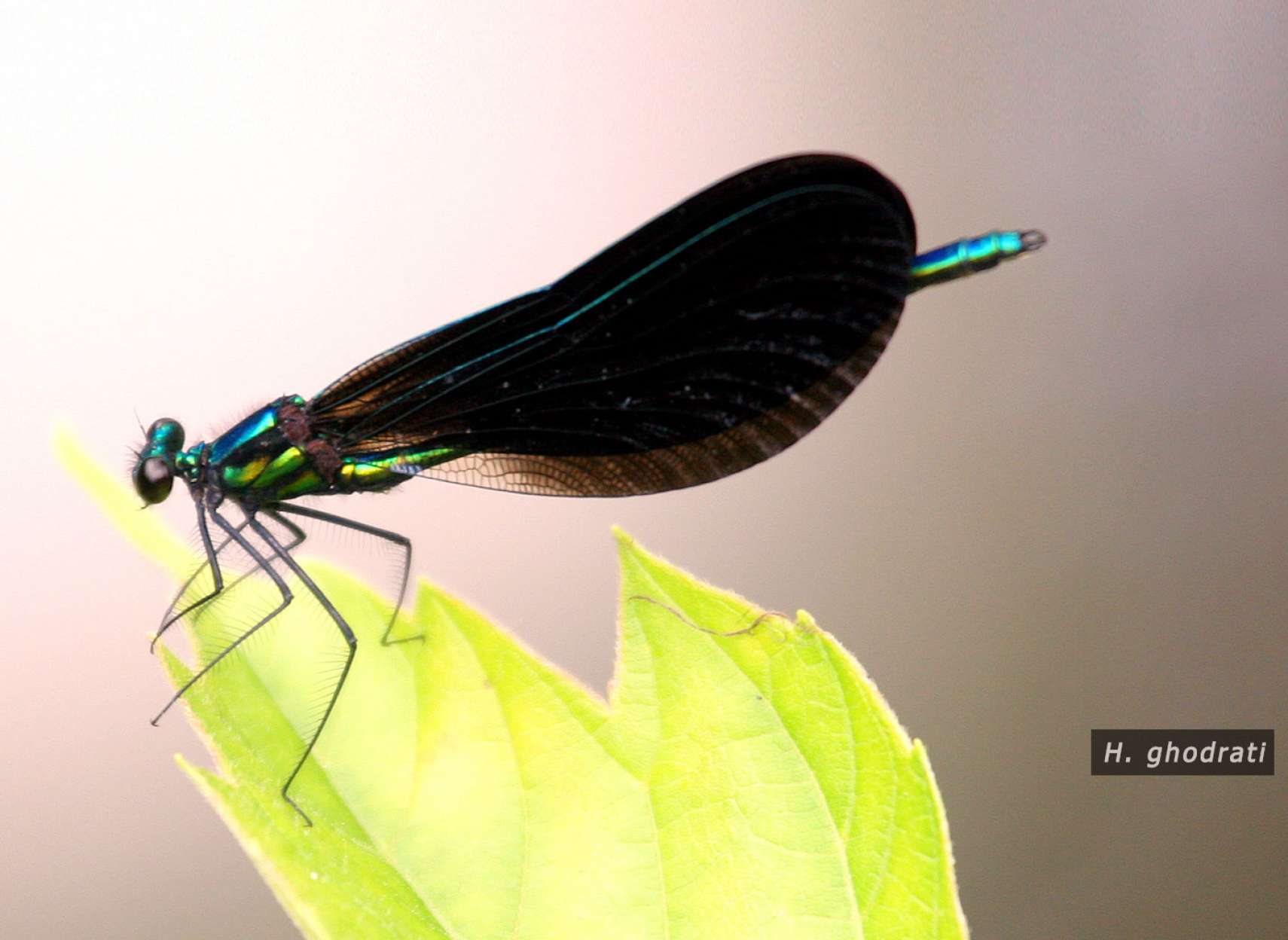 سنجاقک فلورسنتی