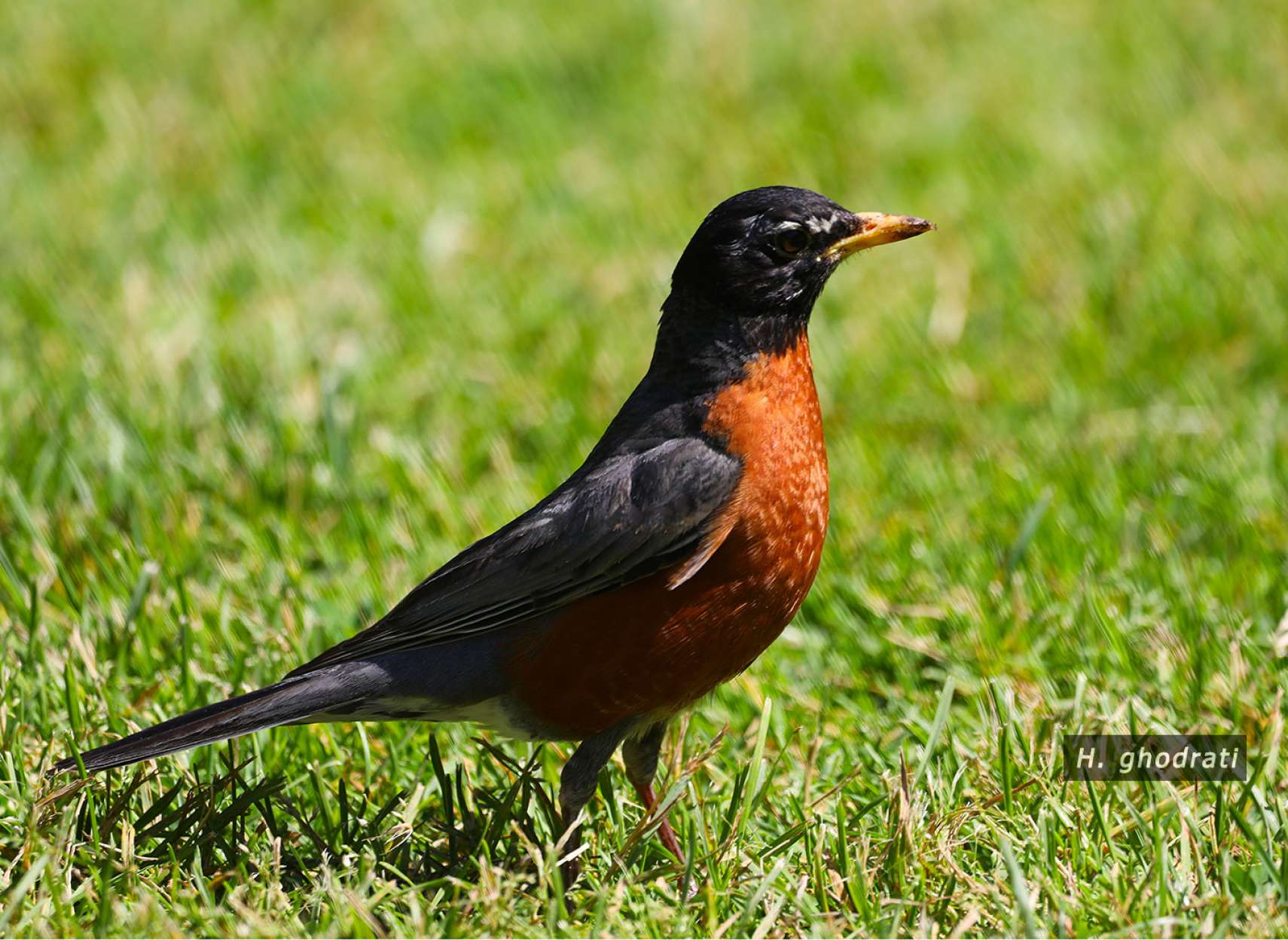 بازگشت سینه‌سرخ دونده