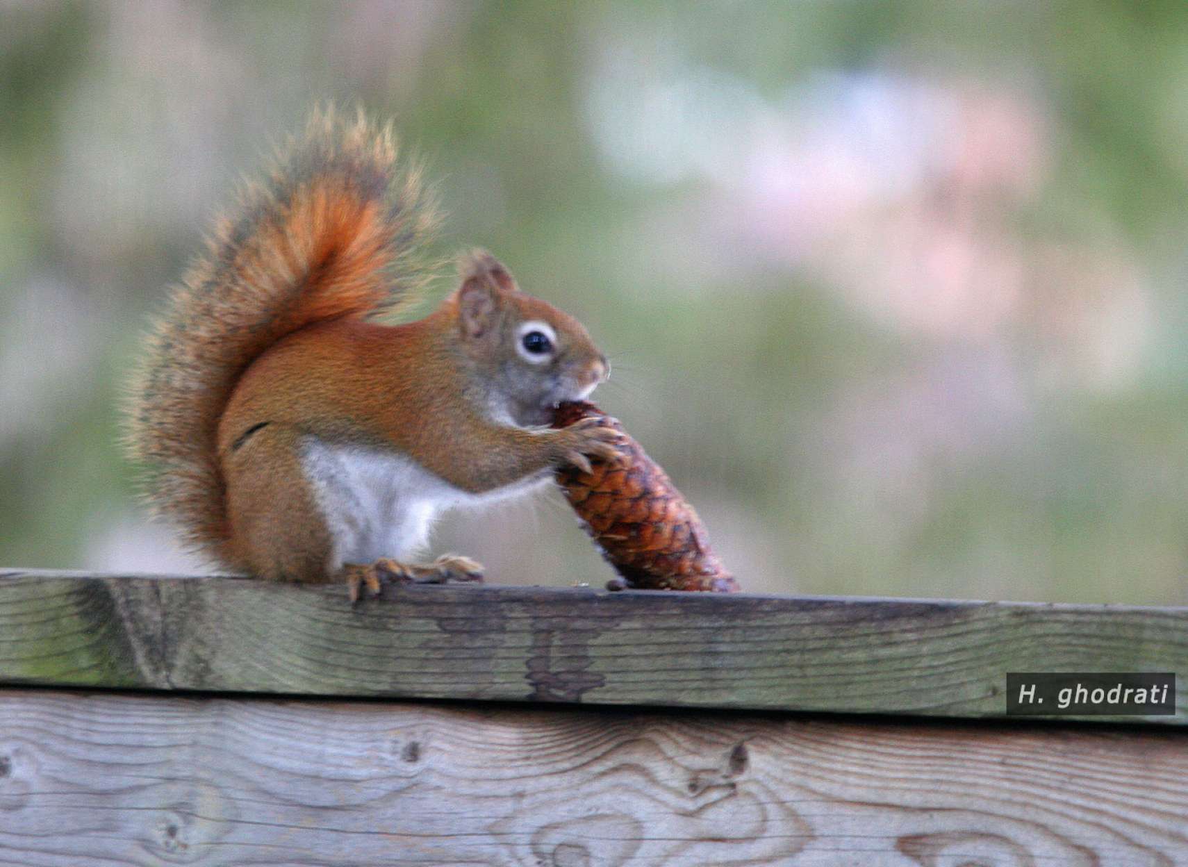سنجاب و میوه سرو
