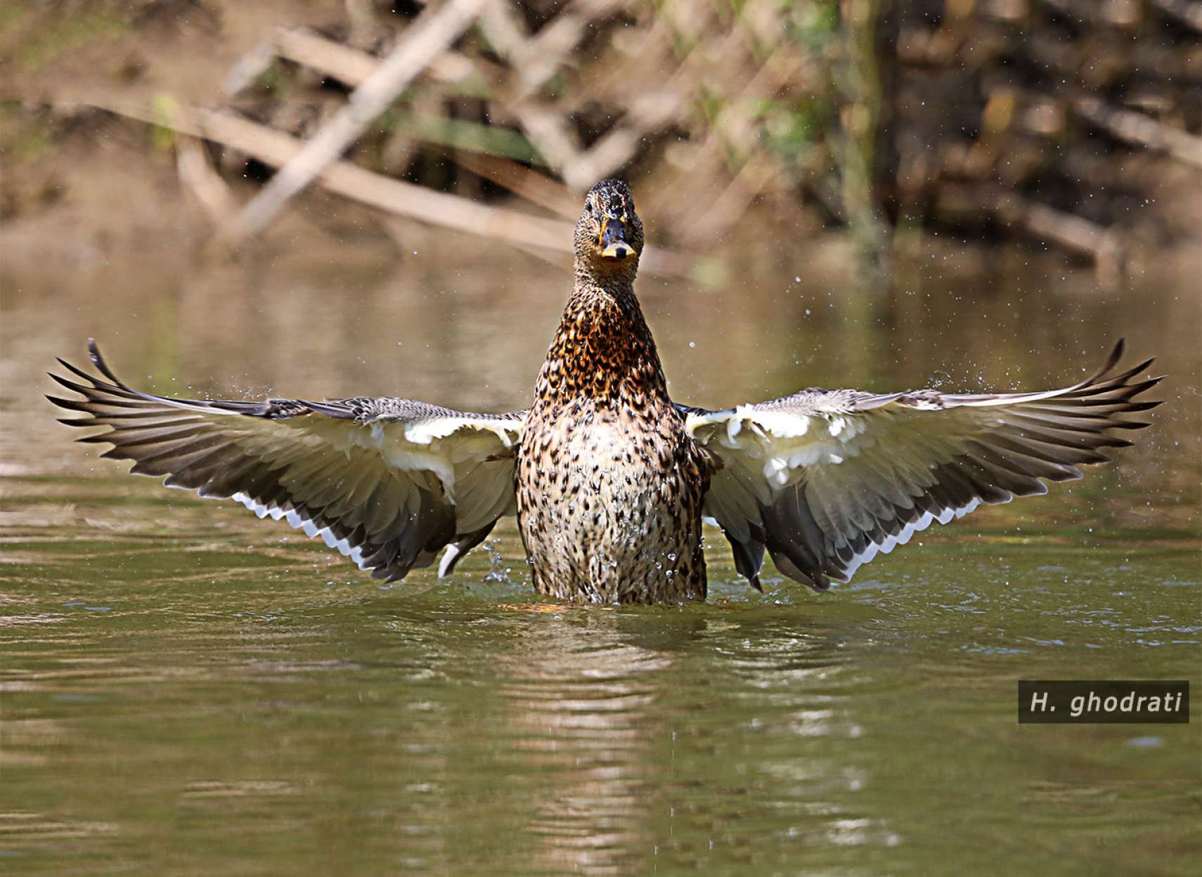 رسیدن به خیر