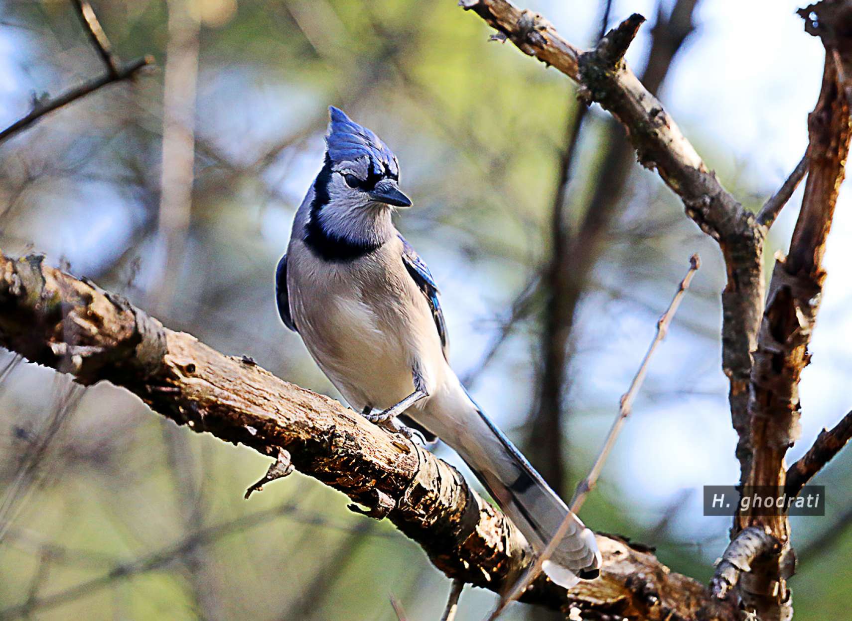 بلوجی عصبانی