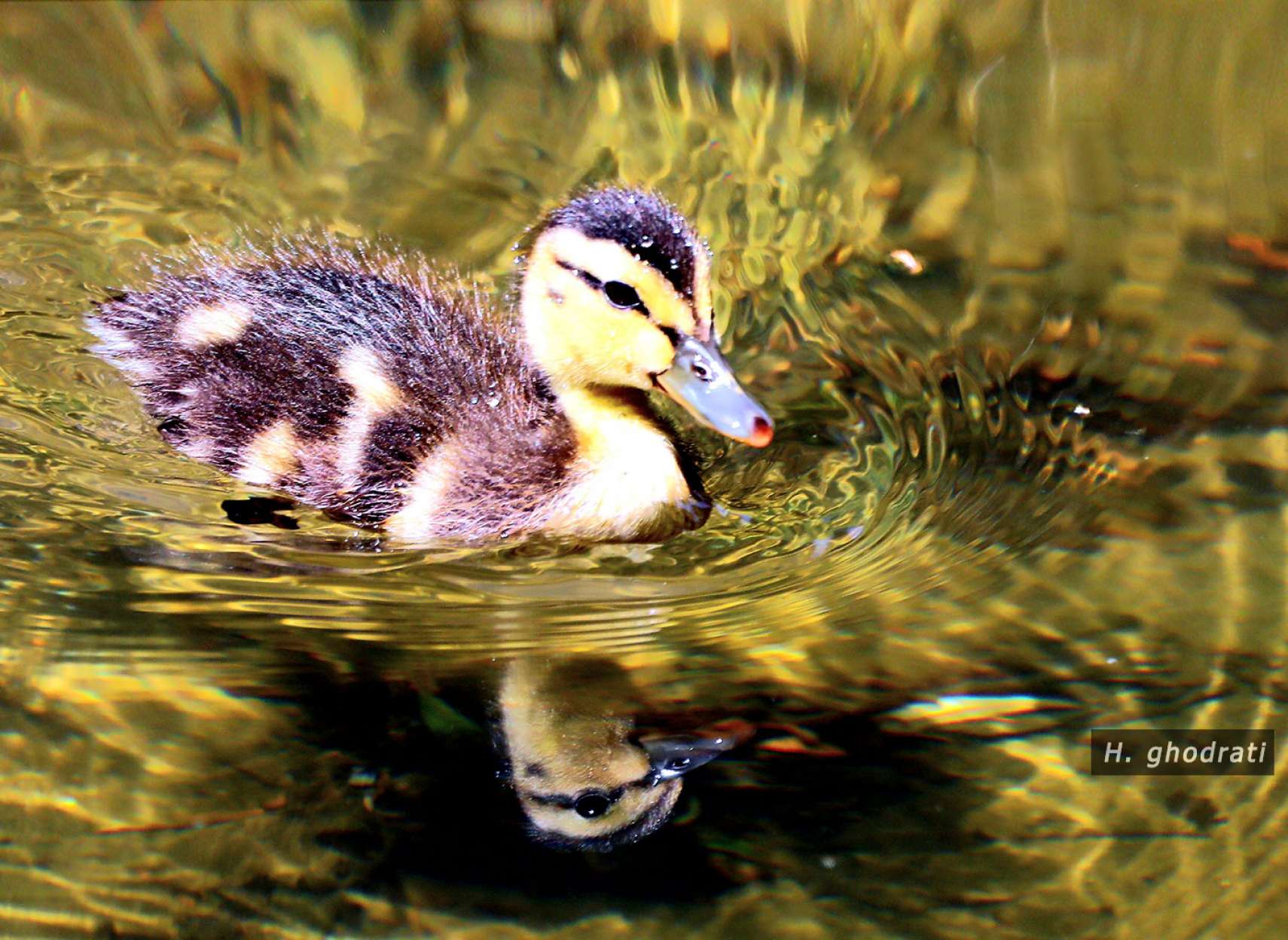 جوجه اردک زیبا