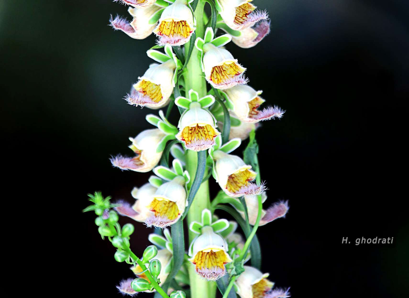 شبیه زنگوله‌ها