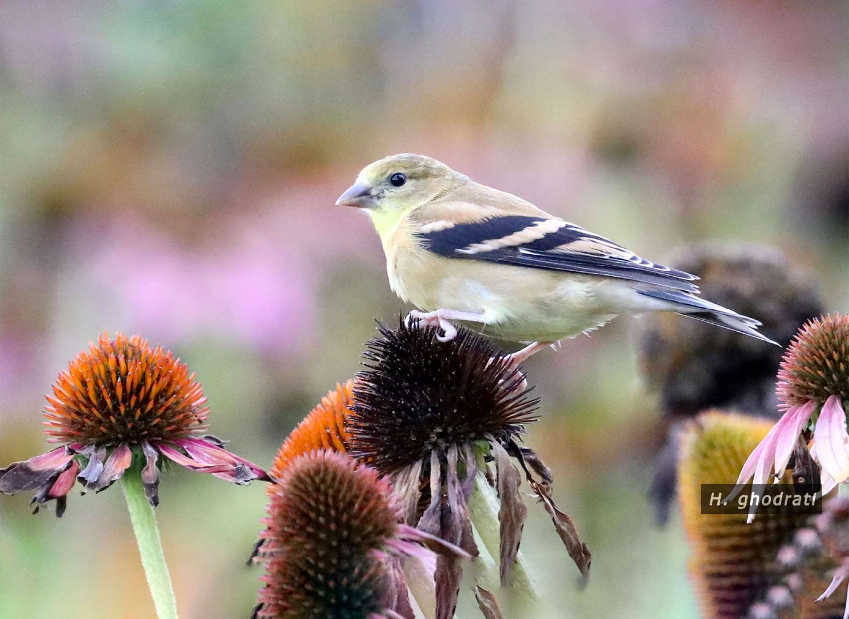 پرنده‌ای بر گل