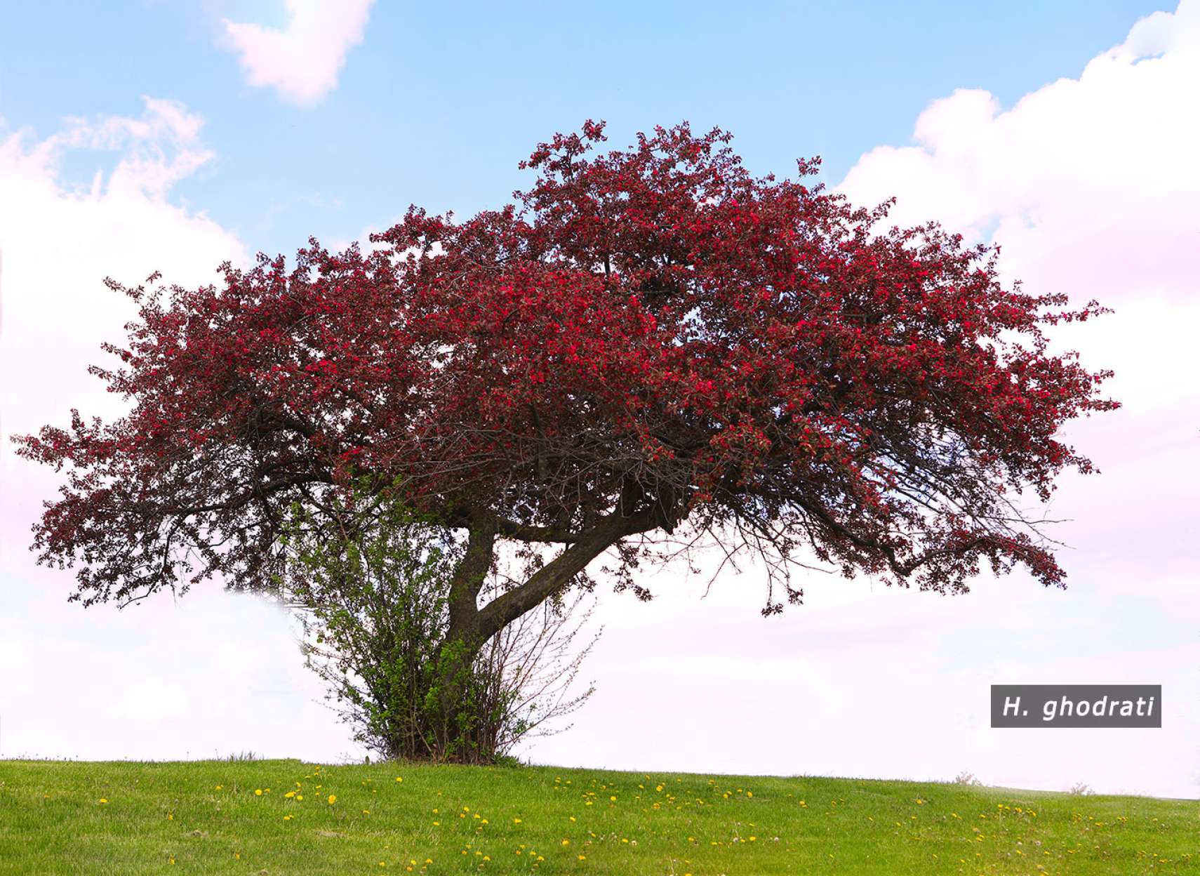 شکوفه‌ها در راهند