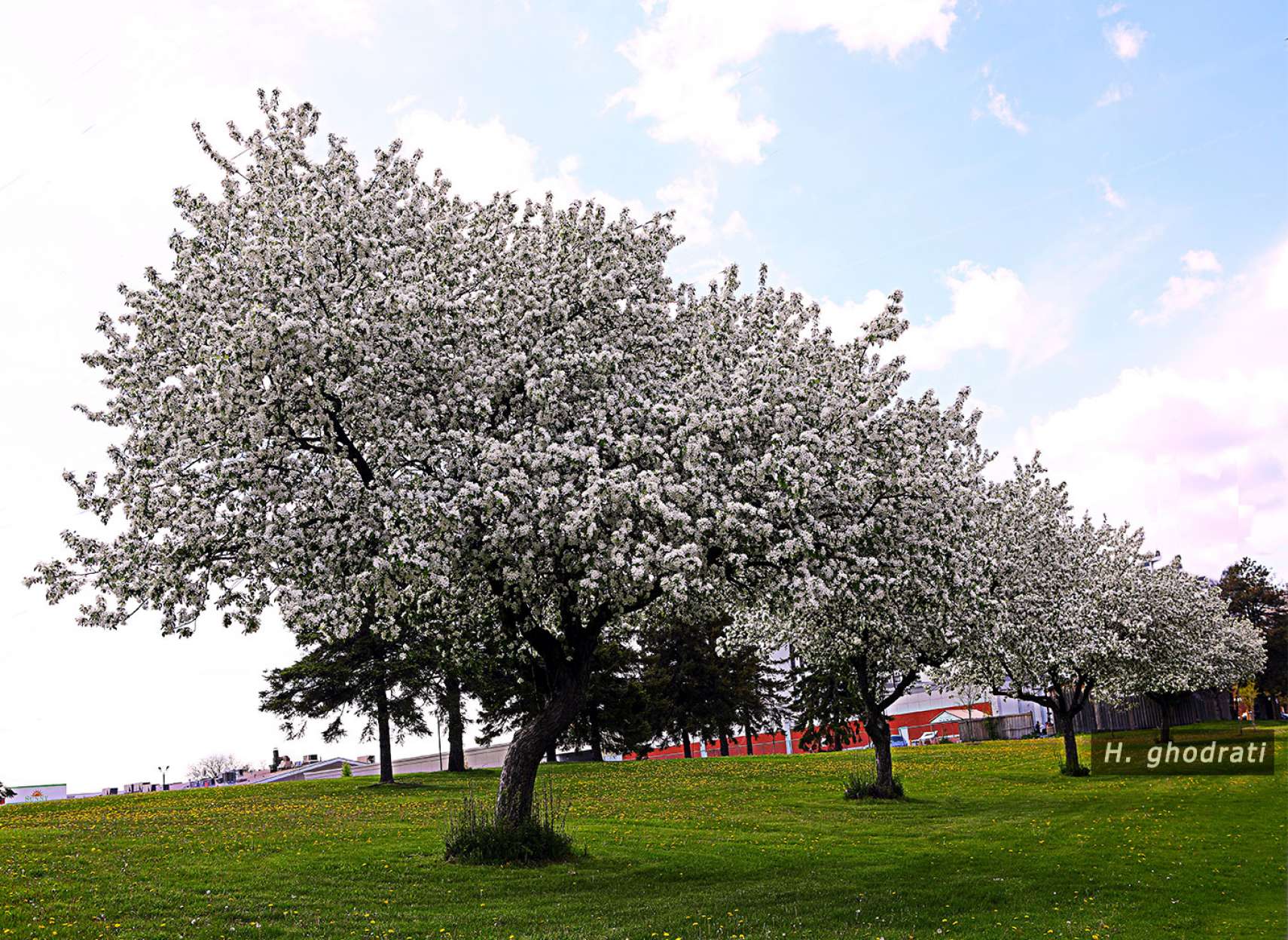 برف یا شکوفه