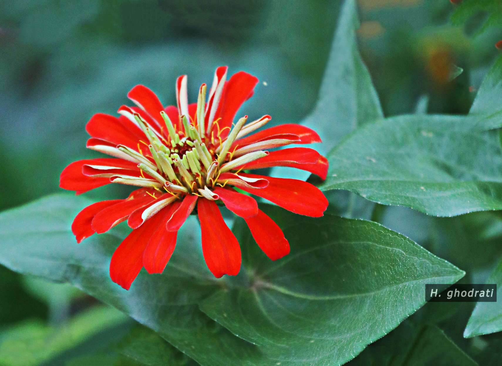 سبز لوله‌هایی که قرمز گلی می‌شوند