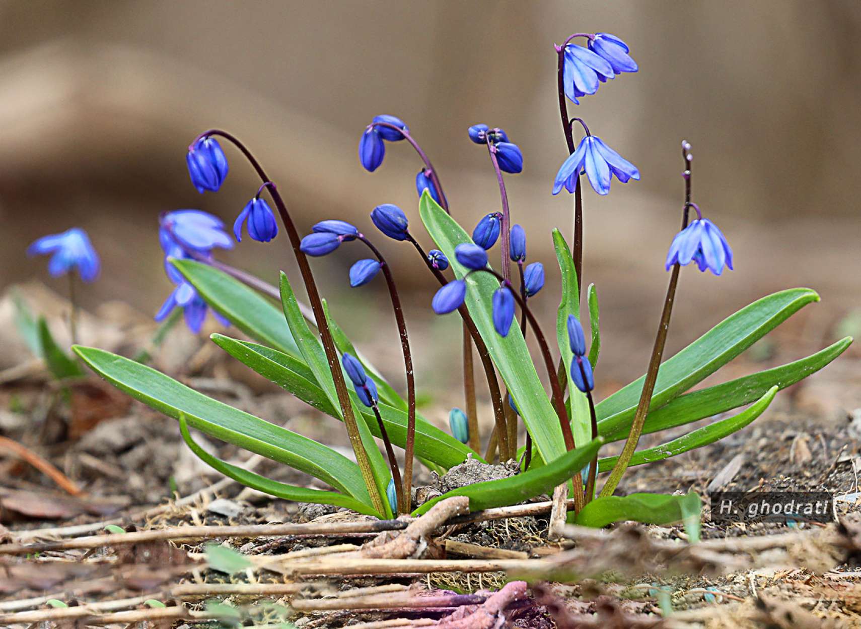 آبی گلانی واژگون
