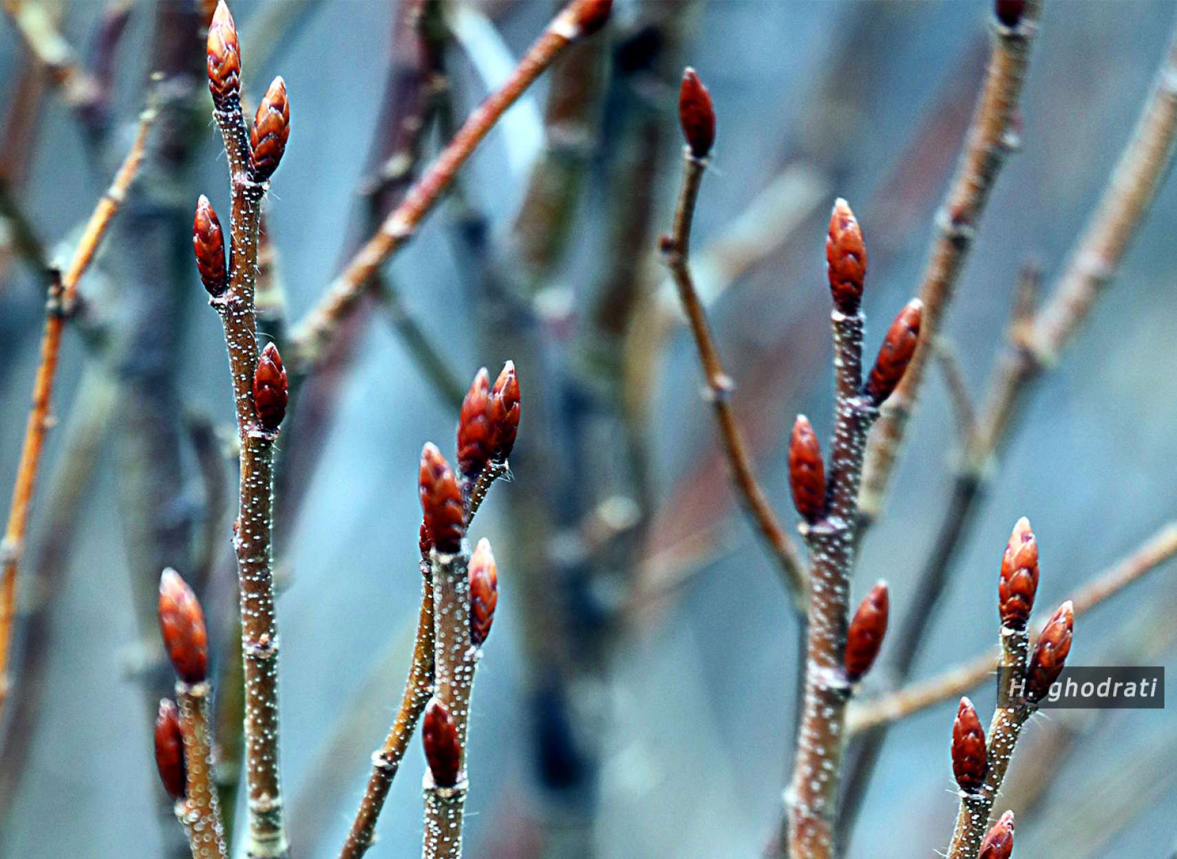 برآمد از دل چوب