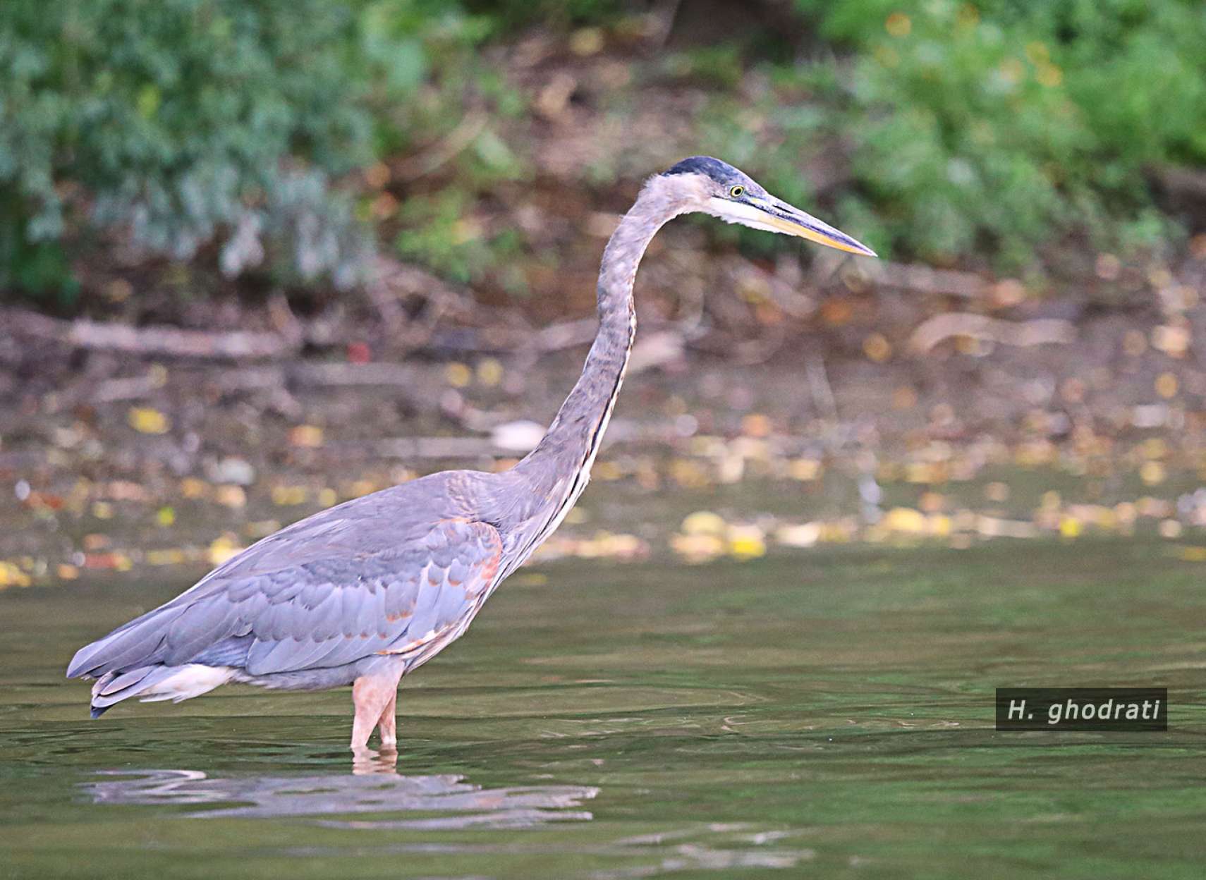 چشم به طعمه