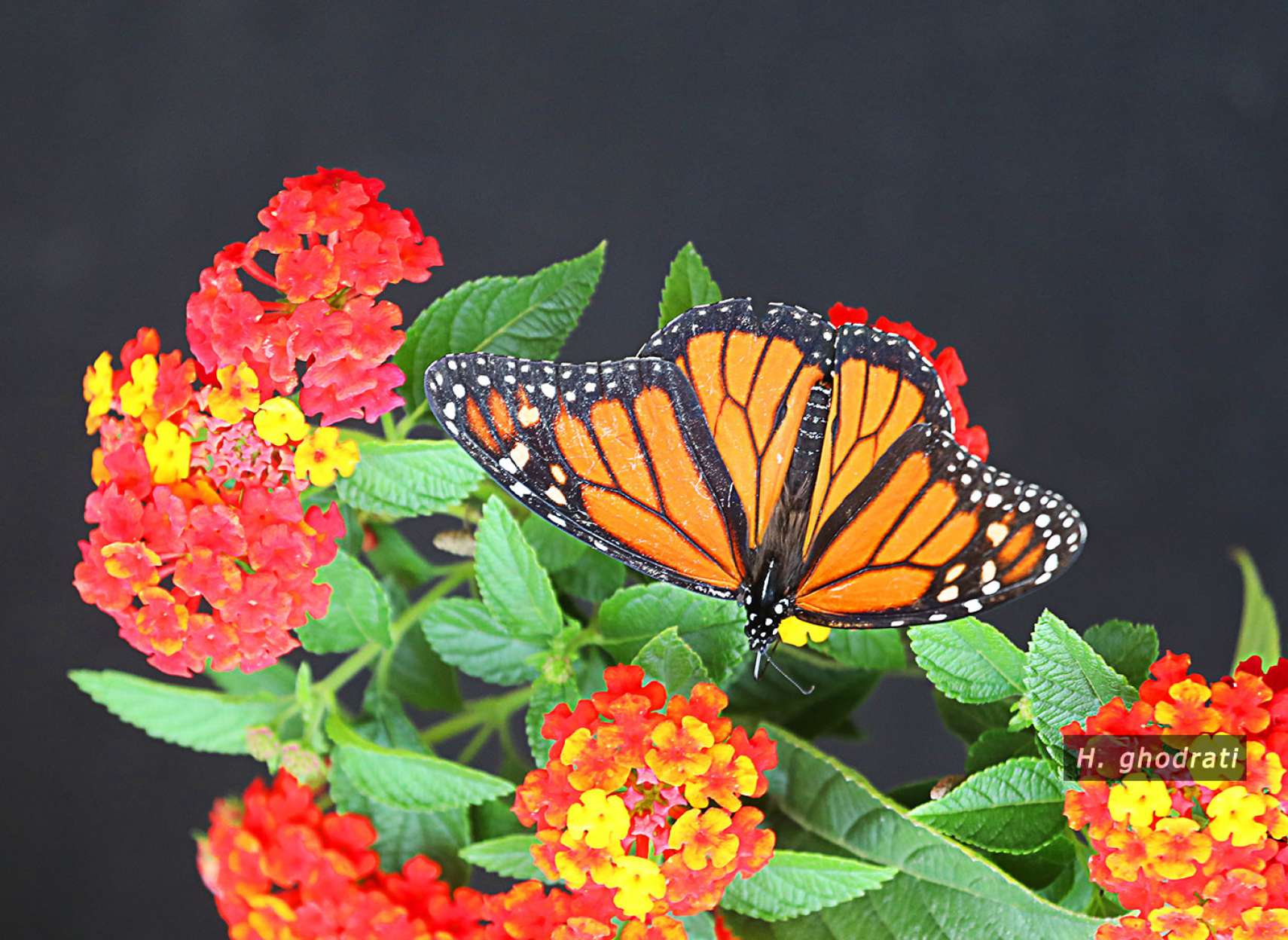 شاپرک پروانه‌ای