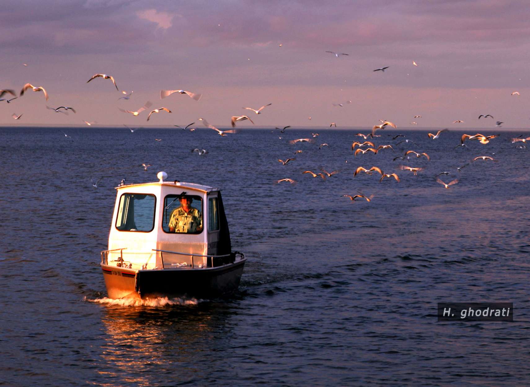 مورد تعقیب پرندگان