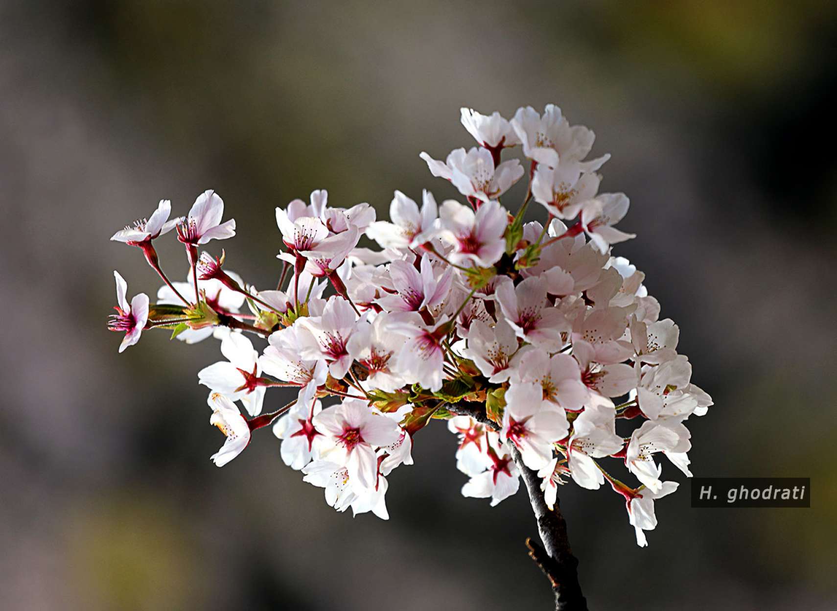 شکوفه‌های آرام گیلاس