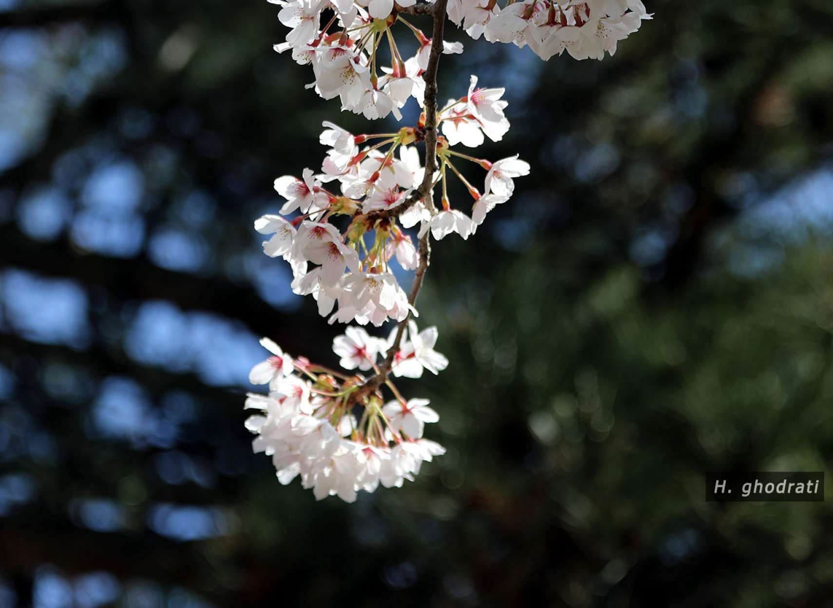 شکوفه‌های گیلاس