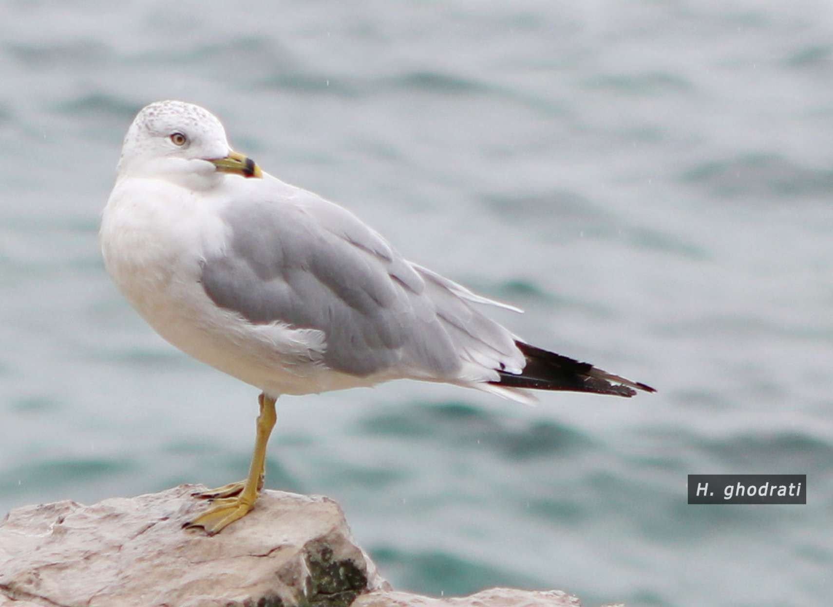 خنک بادی است