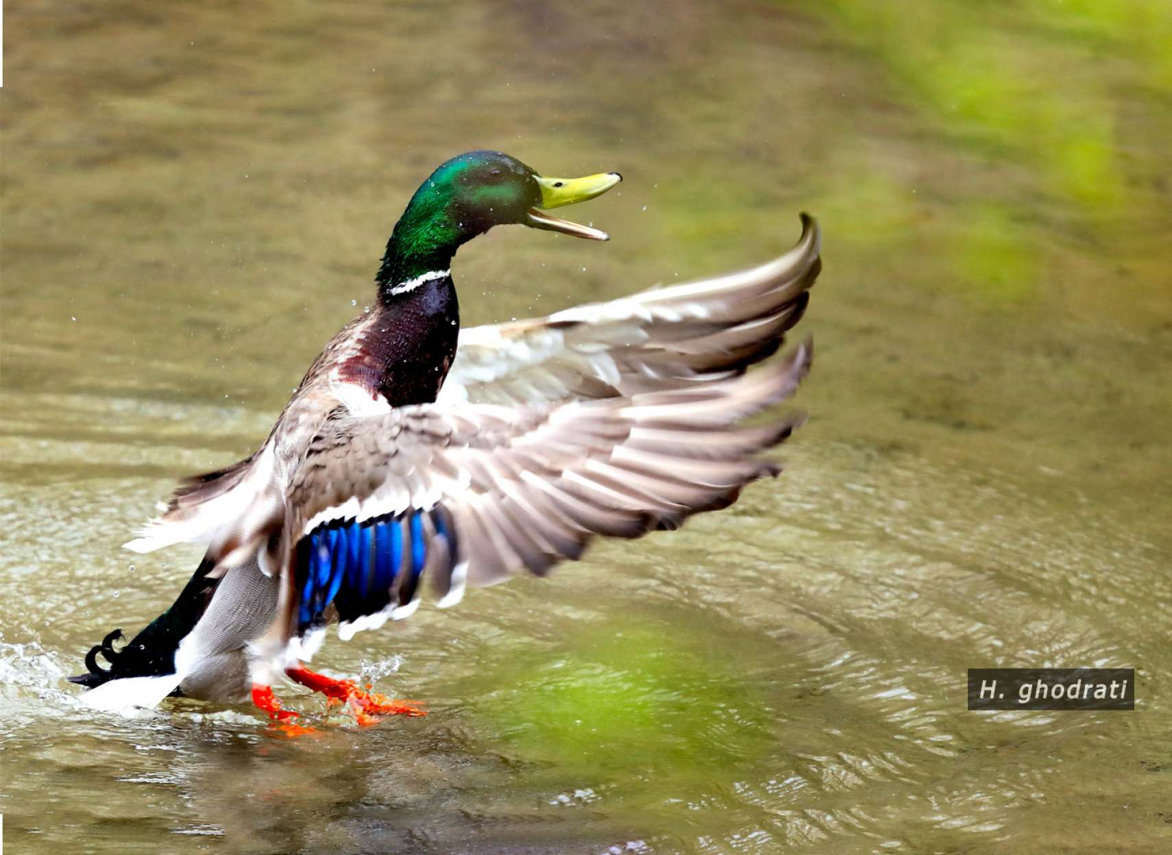 نعره و بال‌زنان