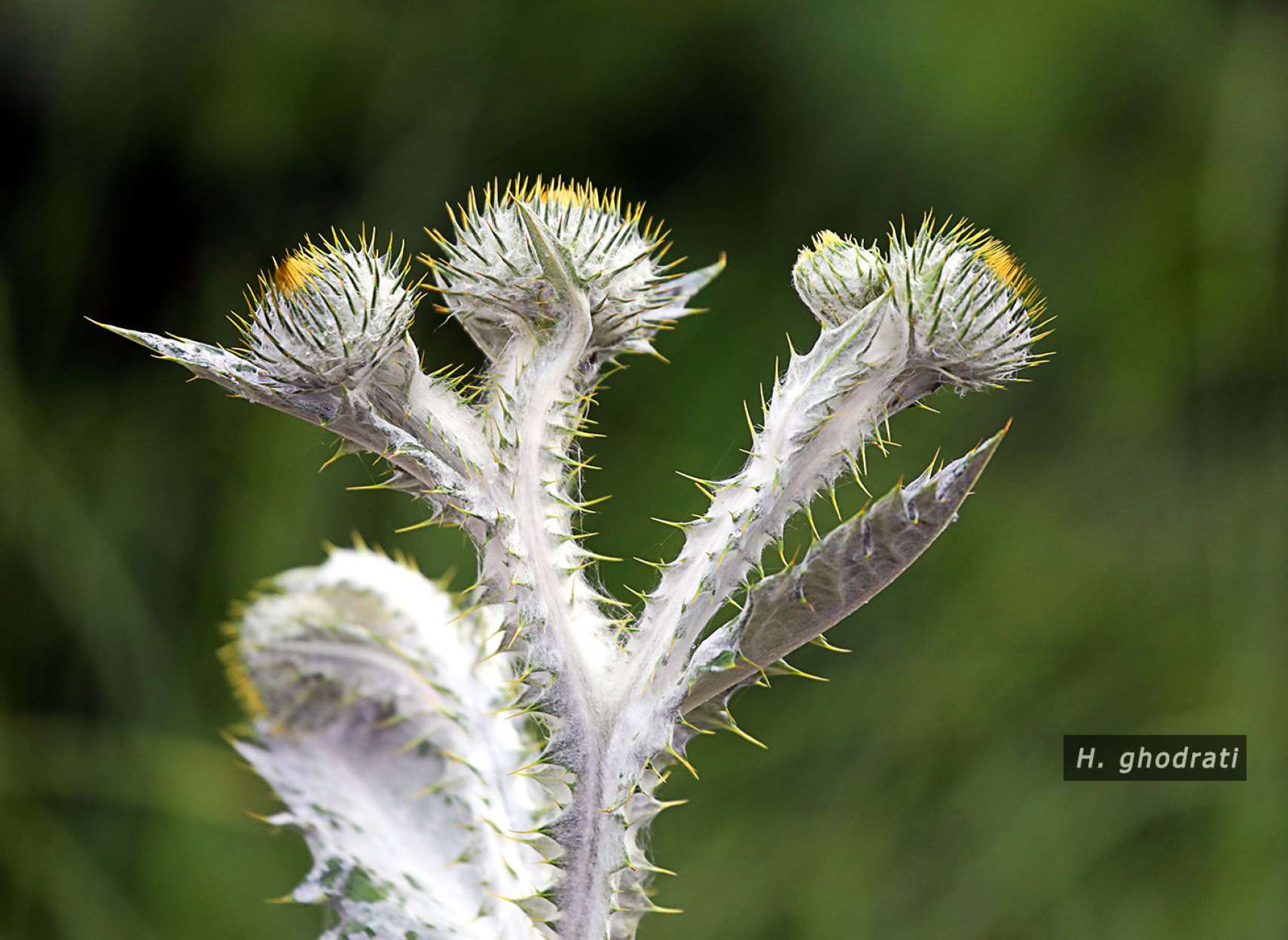 رقص خار گُل