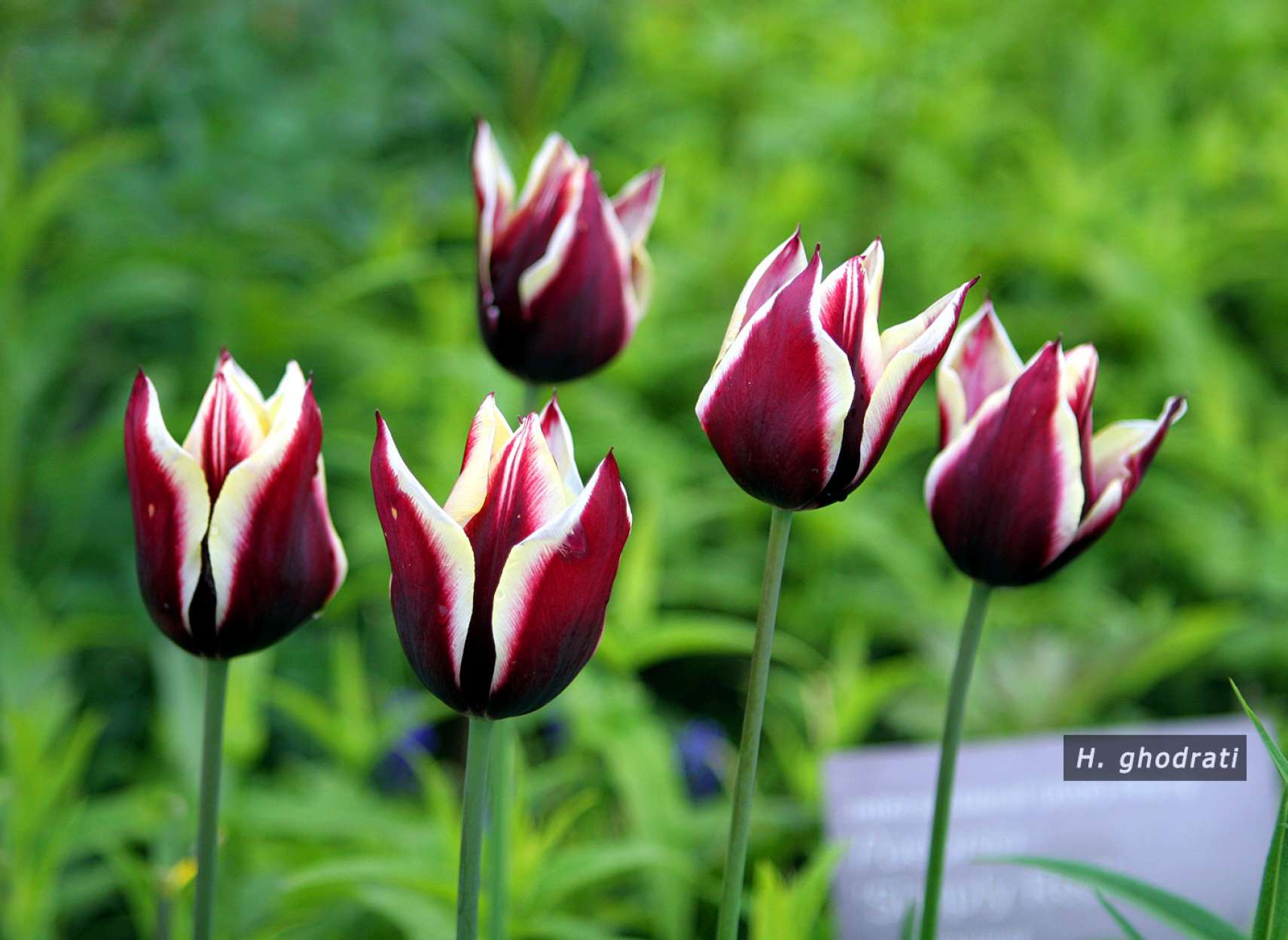 لاله‌های سپید و قرمز تیره