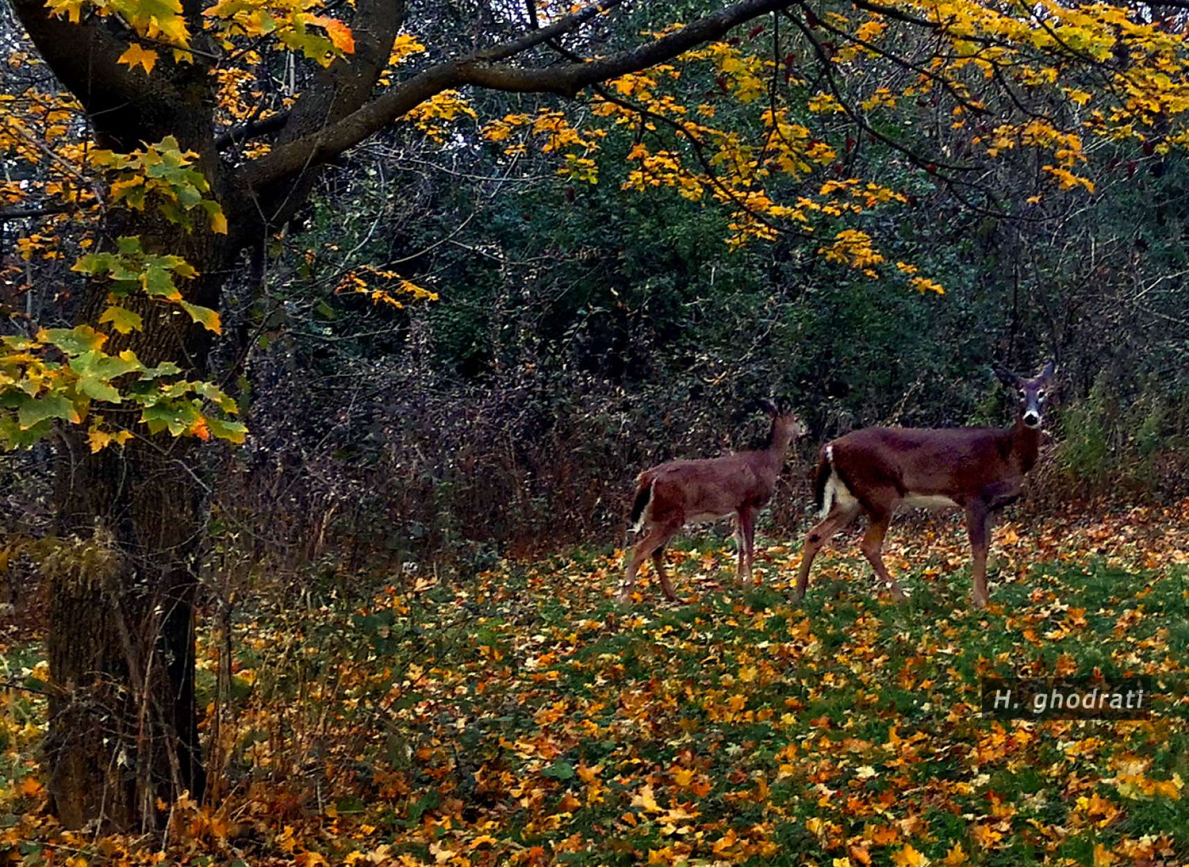 آهوان پیش از برف
