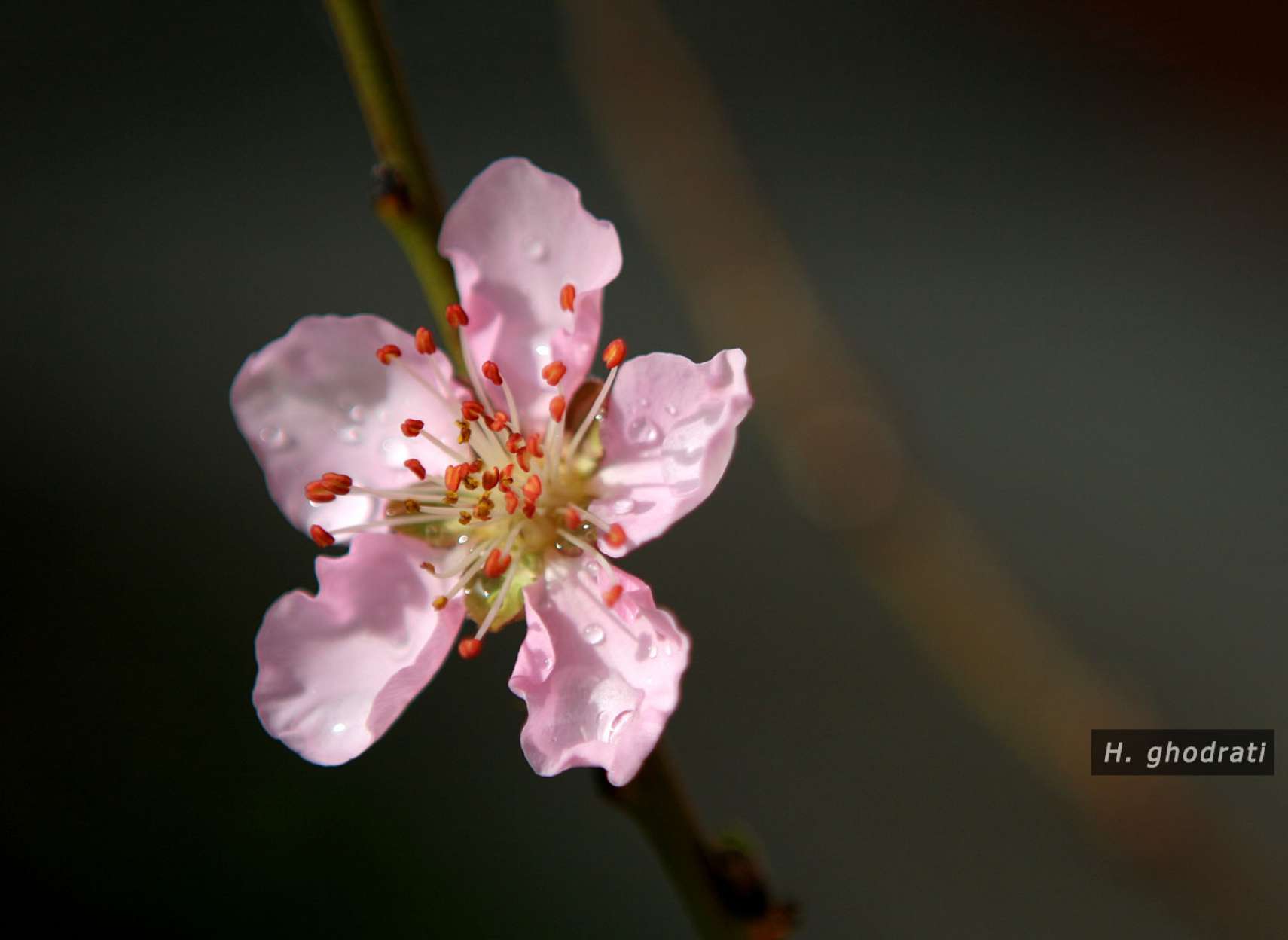شبنمی بر گلبرگ‌های صورتی