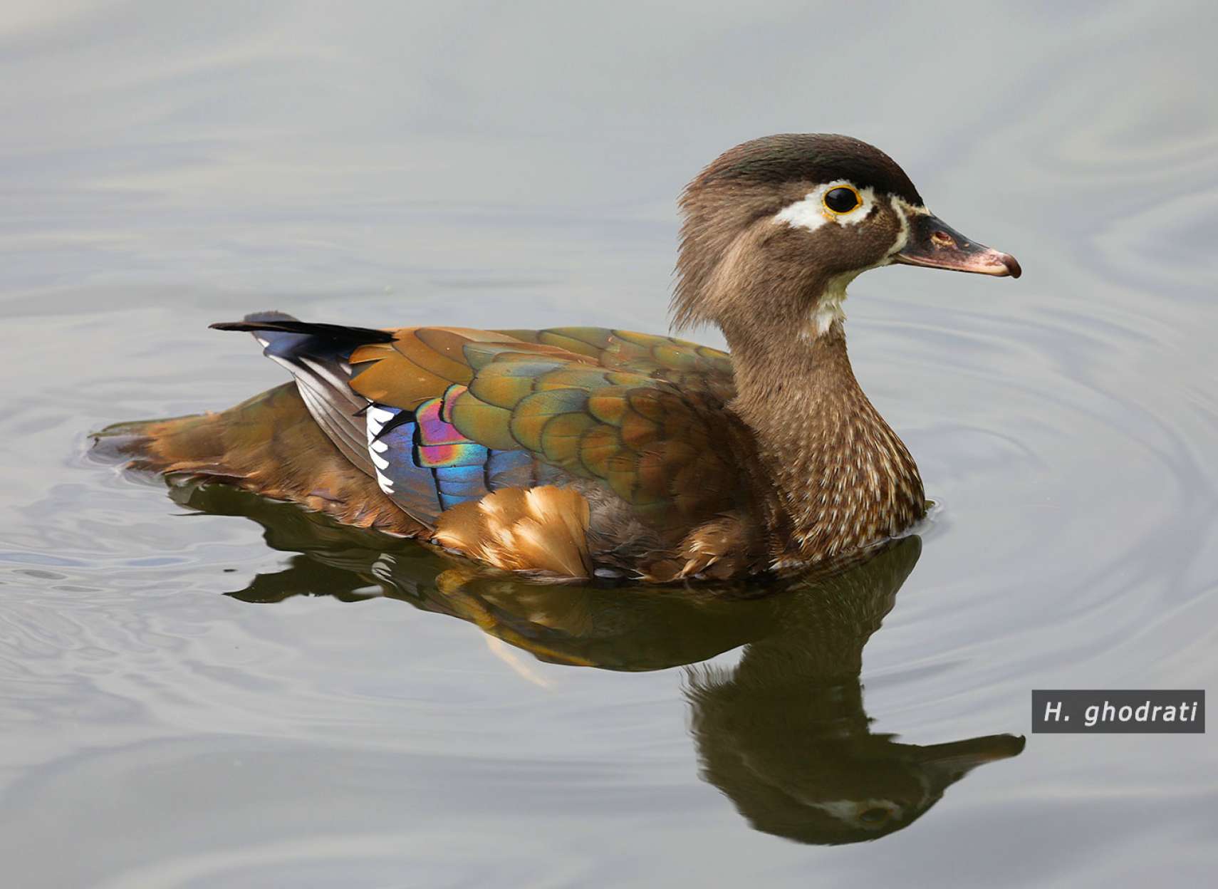 سفید قهوه‌ای