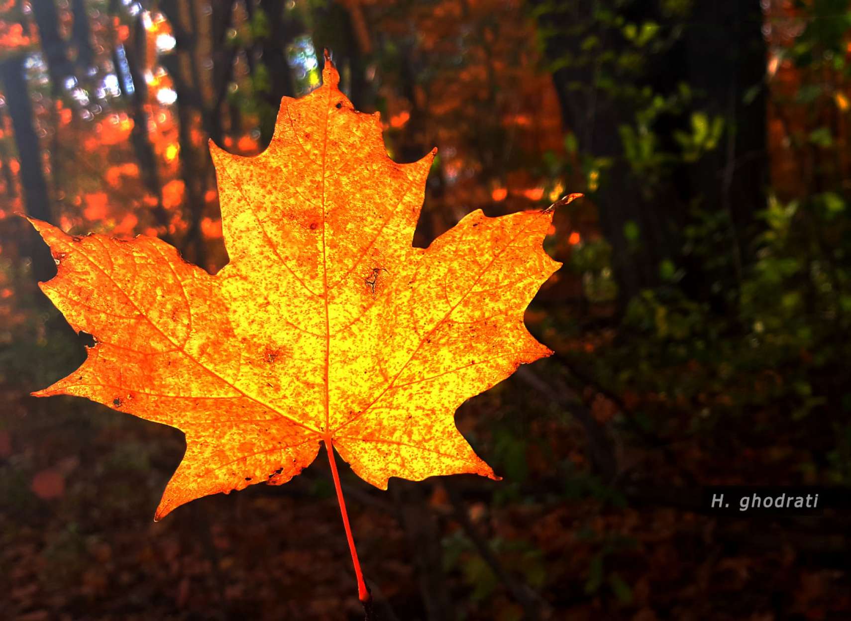 سقوط برگ زرد در آفتاب