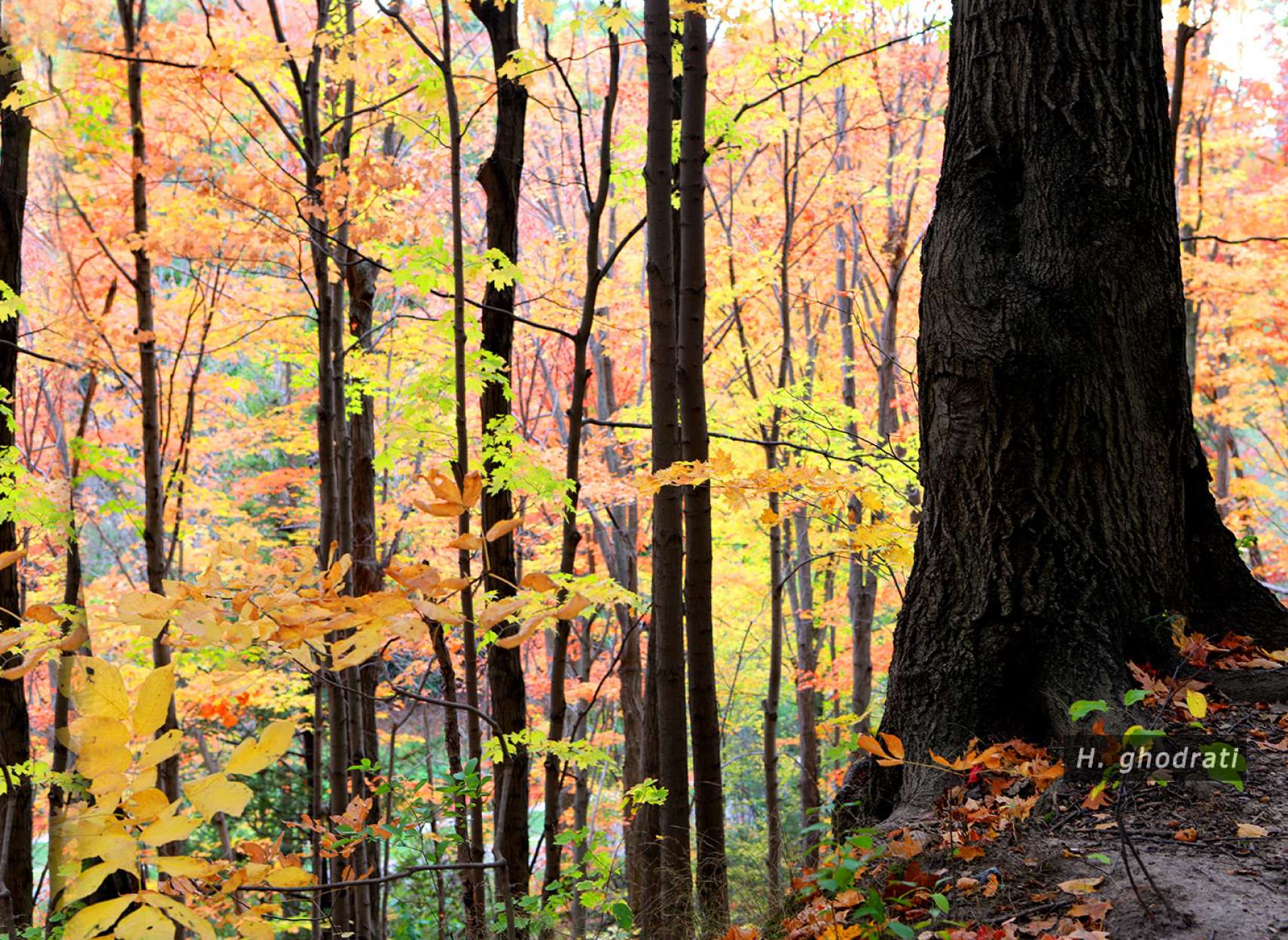 پائیز در سراشیب