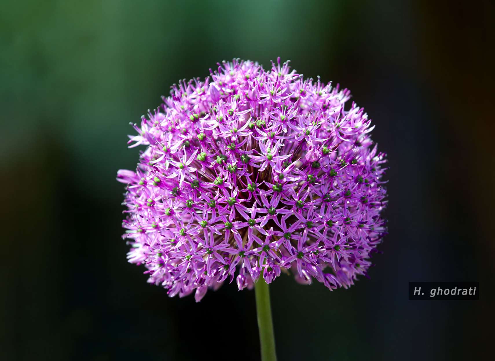 گرد پُر از پنج پَر