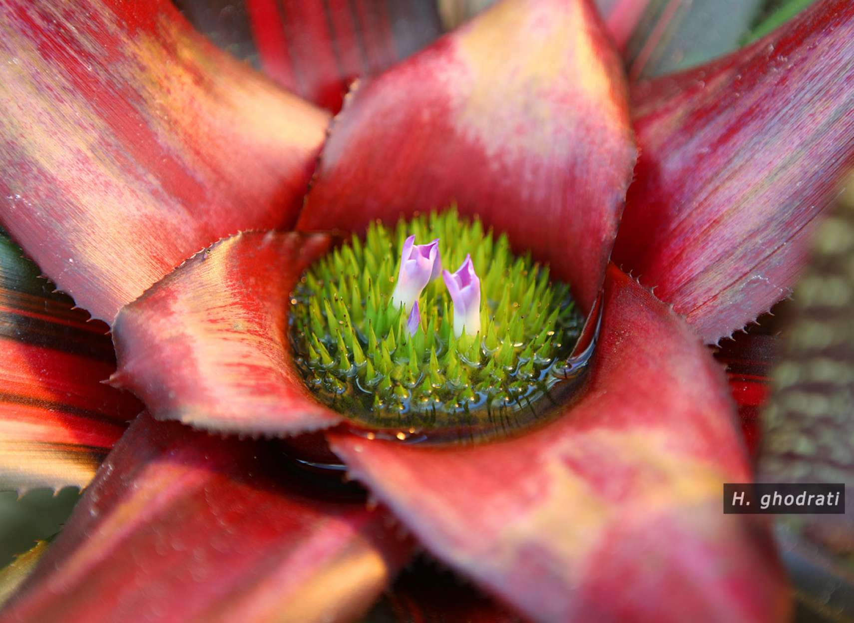 گُل در گُل در گُل