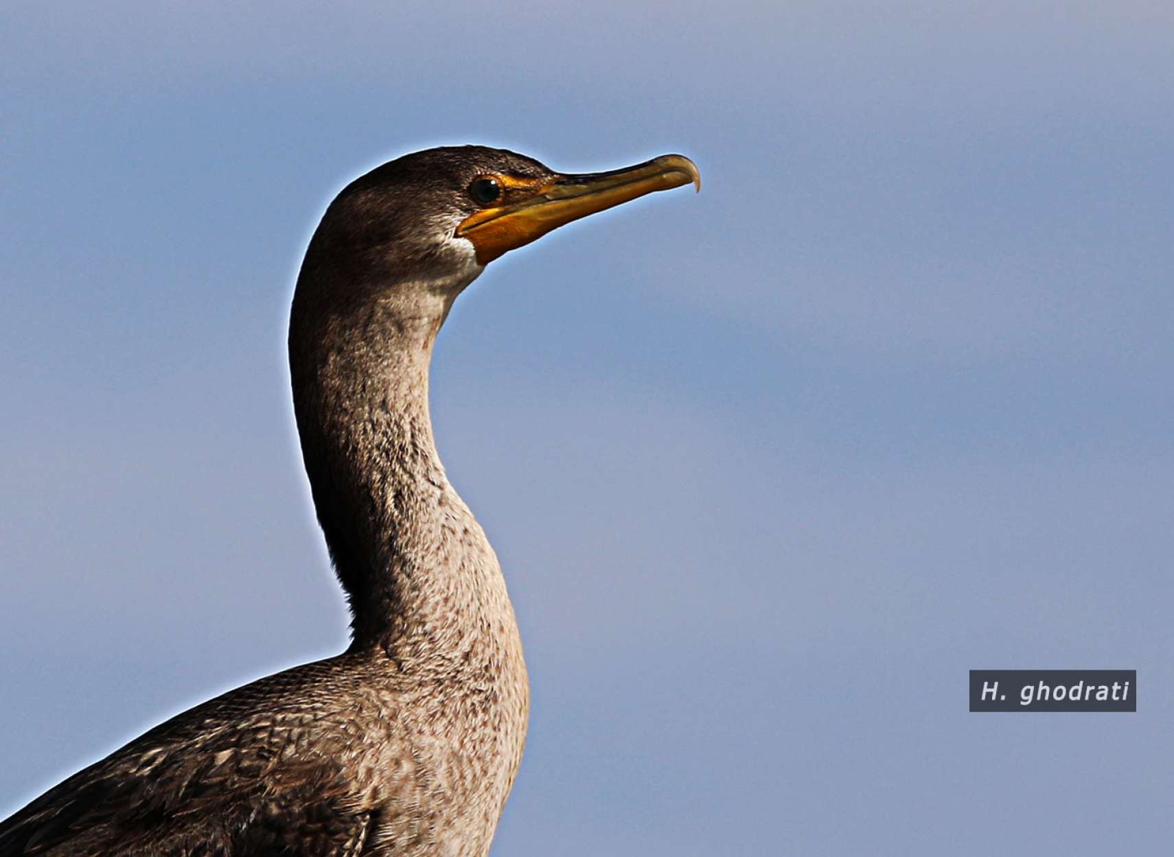 نگاه راست راست