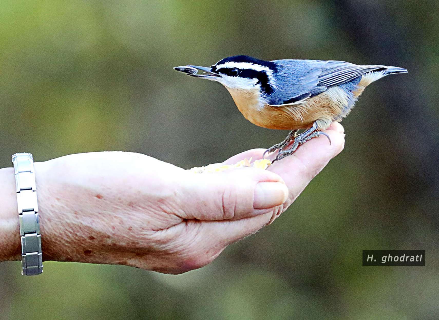 دانه در منقار روی دست