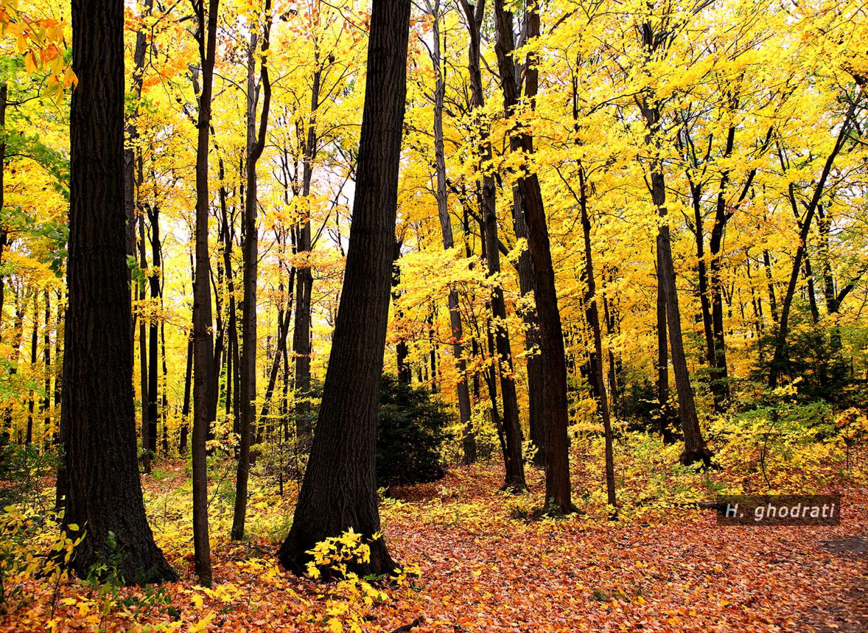 جنگل پائیز زده