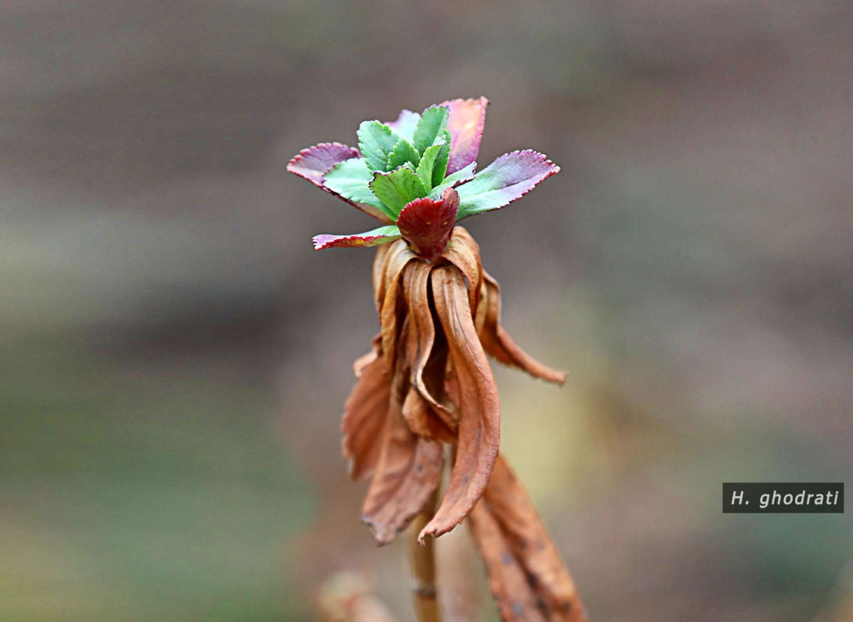 زنده می‌شود