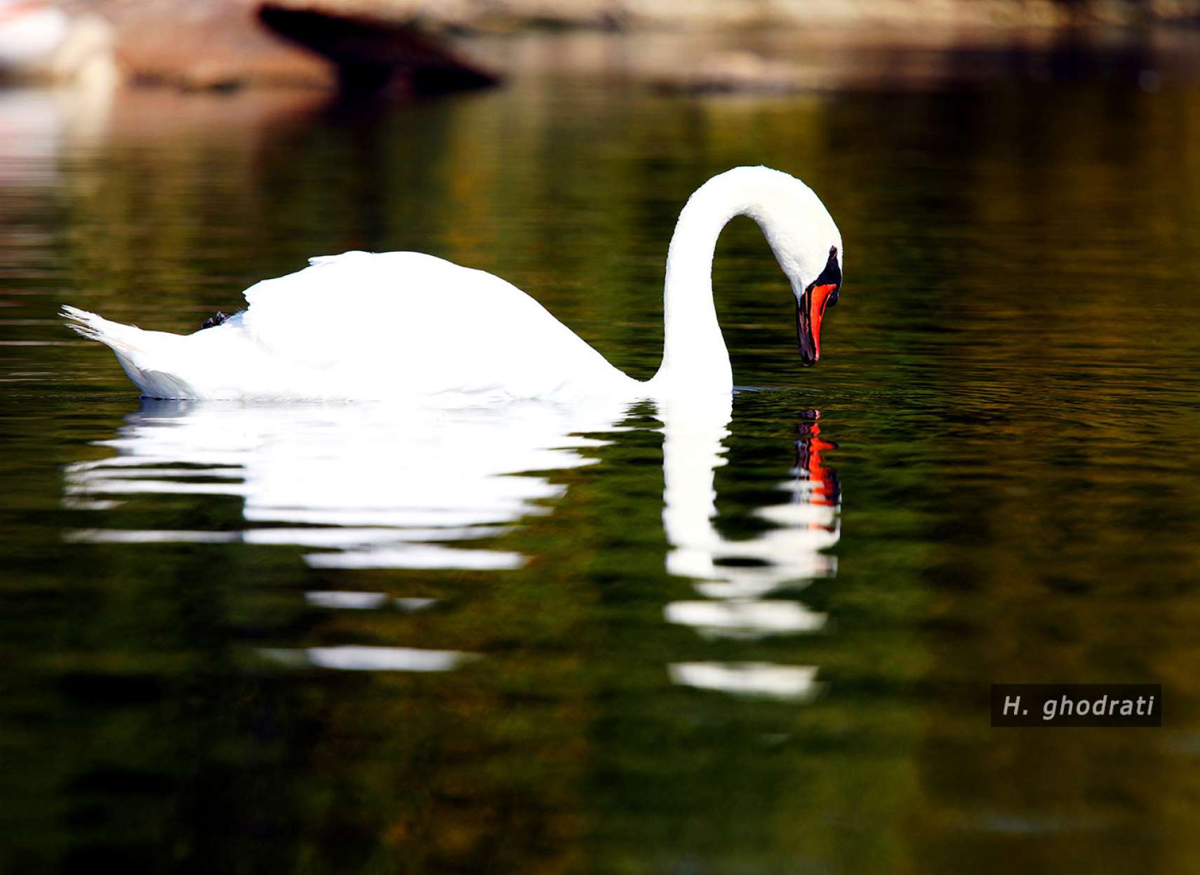 قو و سایه‌اش در آب