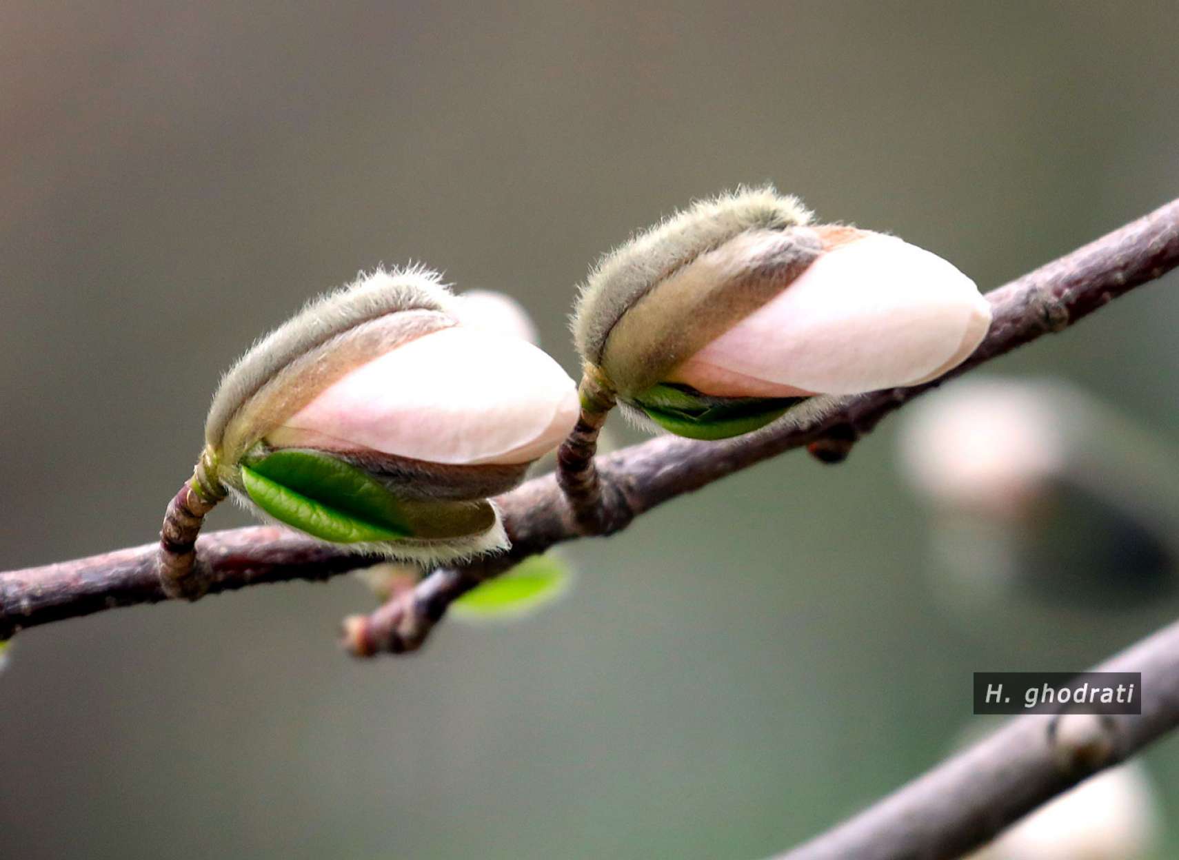 شکوفه‌های پشمالو