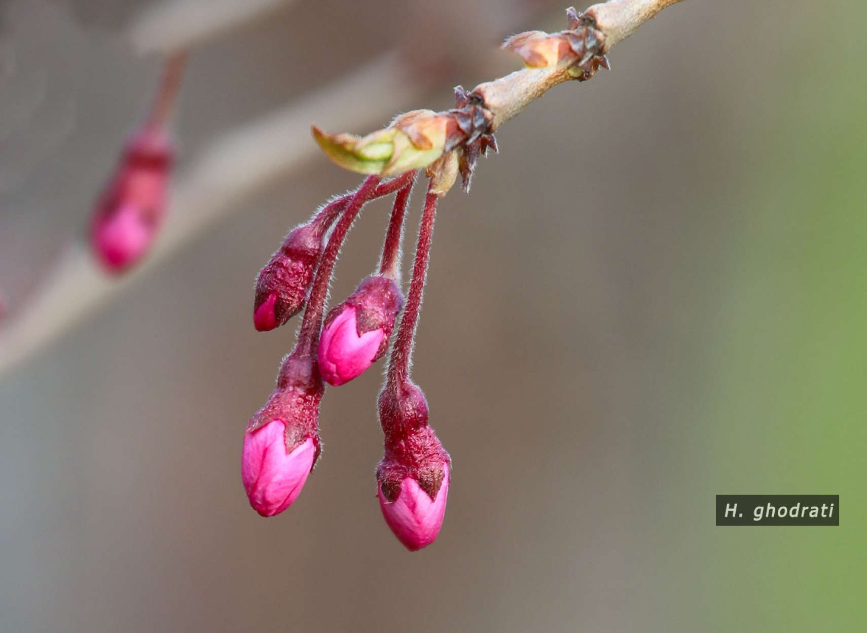 غنچه‌های آویزان