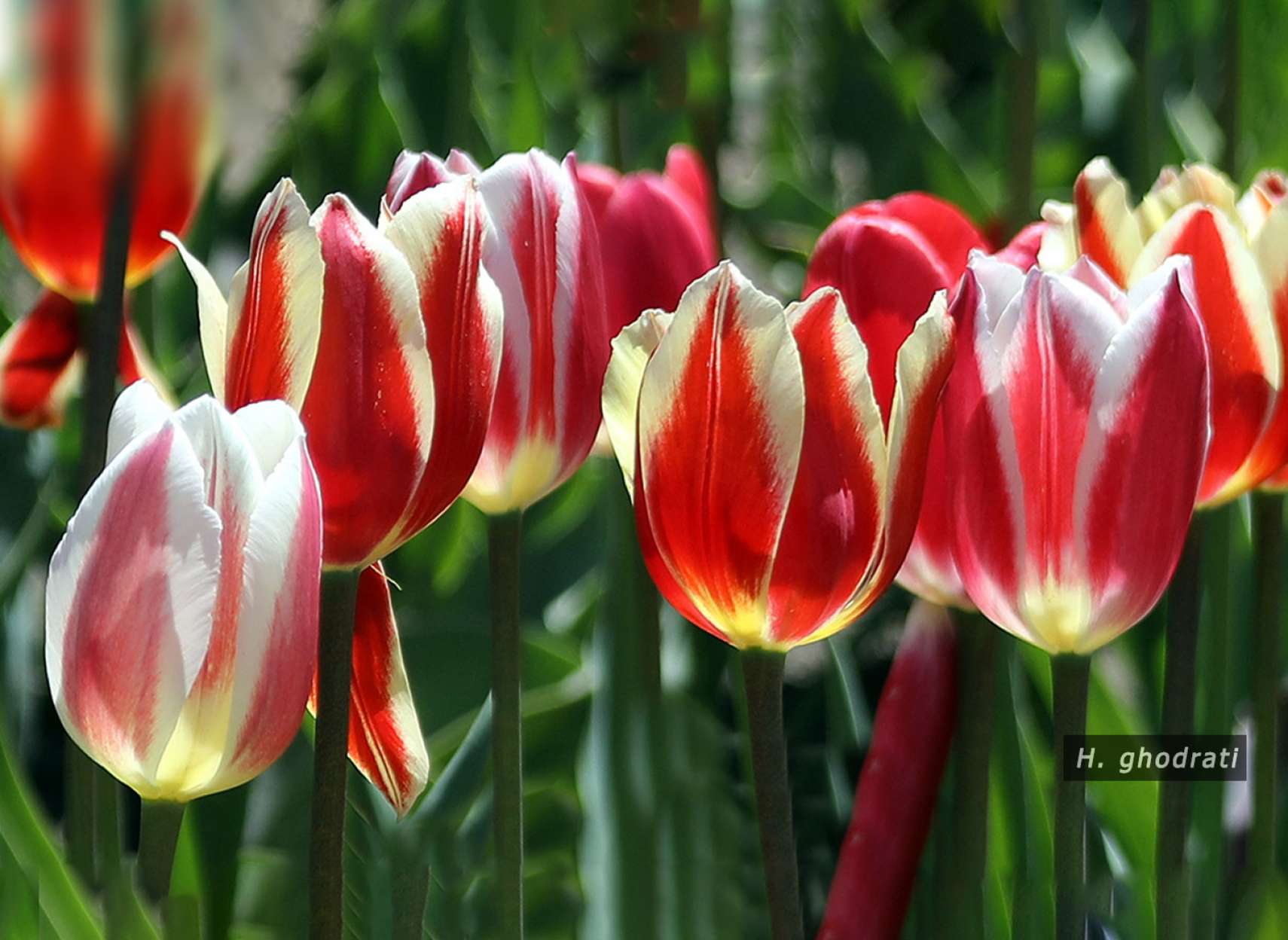 روز کانادا ۲۰۲۲ مبارک