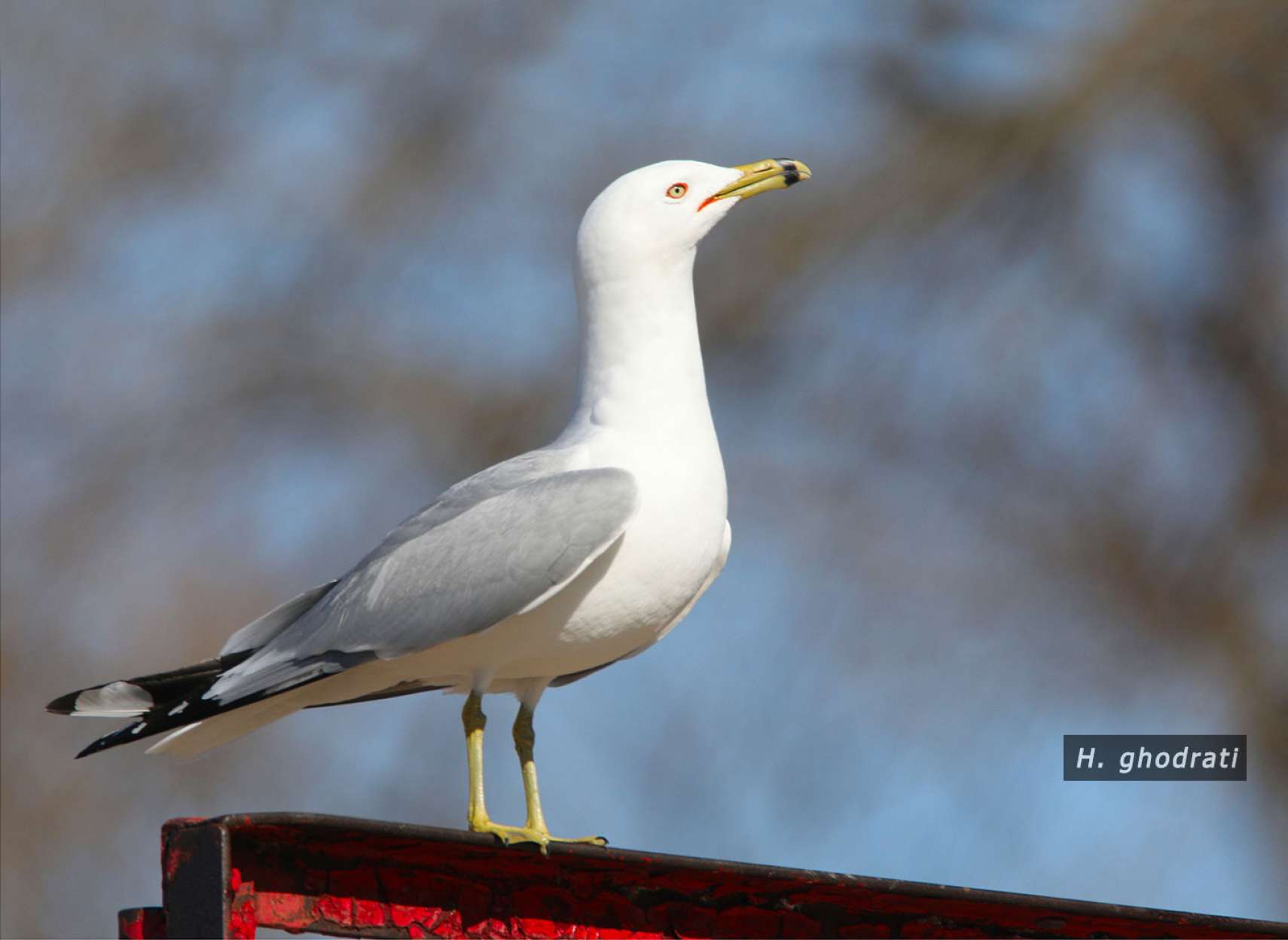 سر به هوا با قرمزی