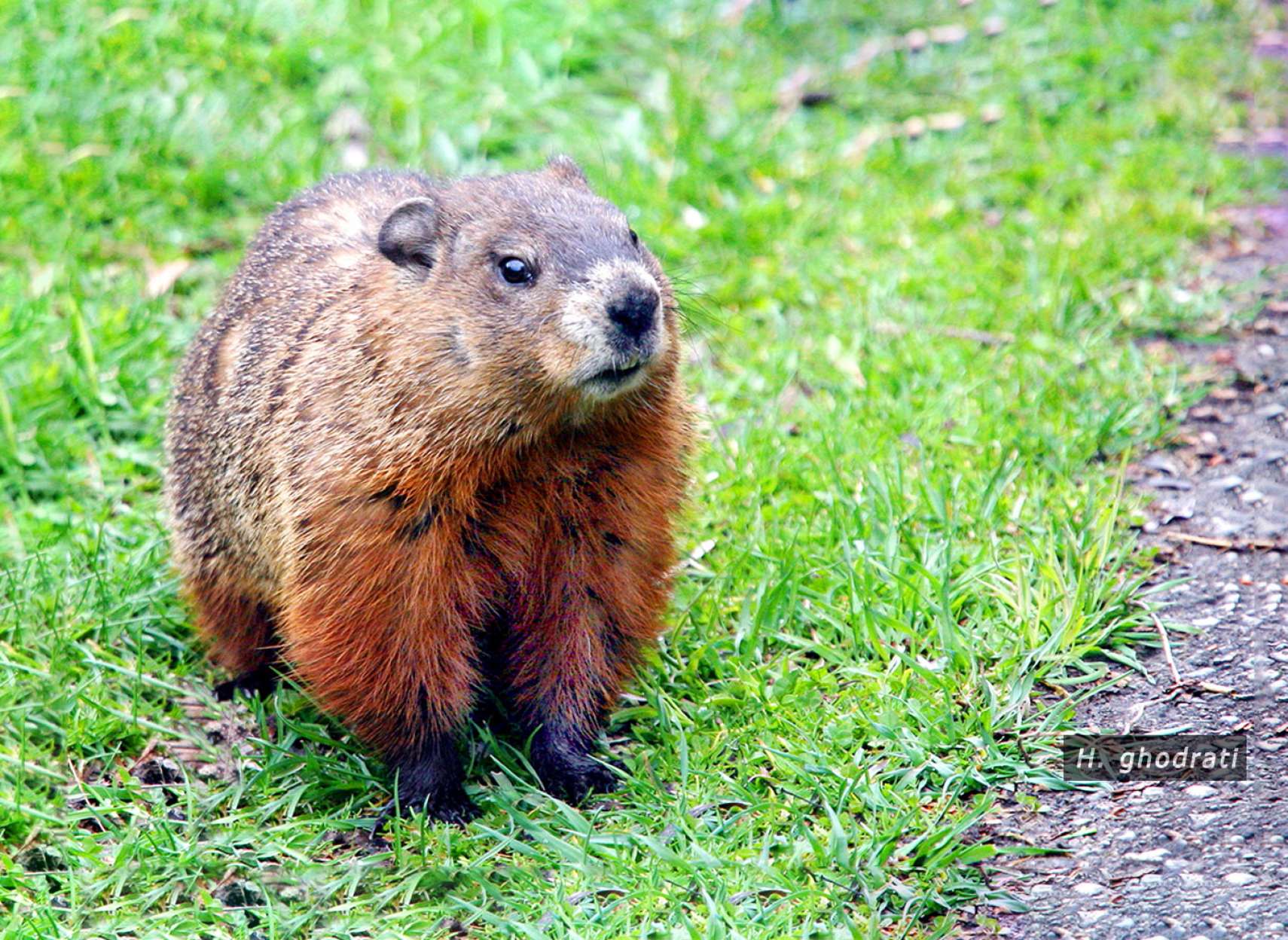 پایان خواب زمستانی