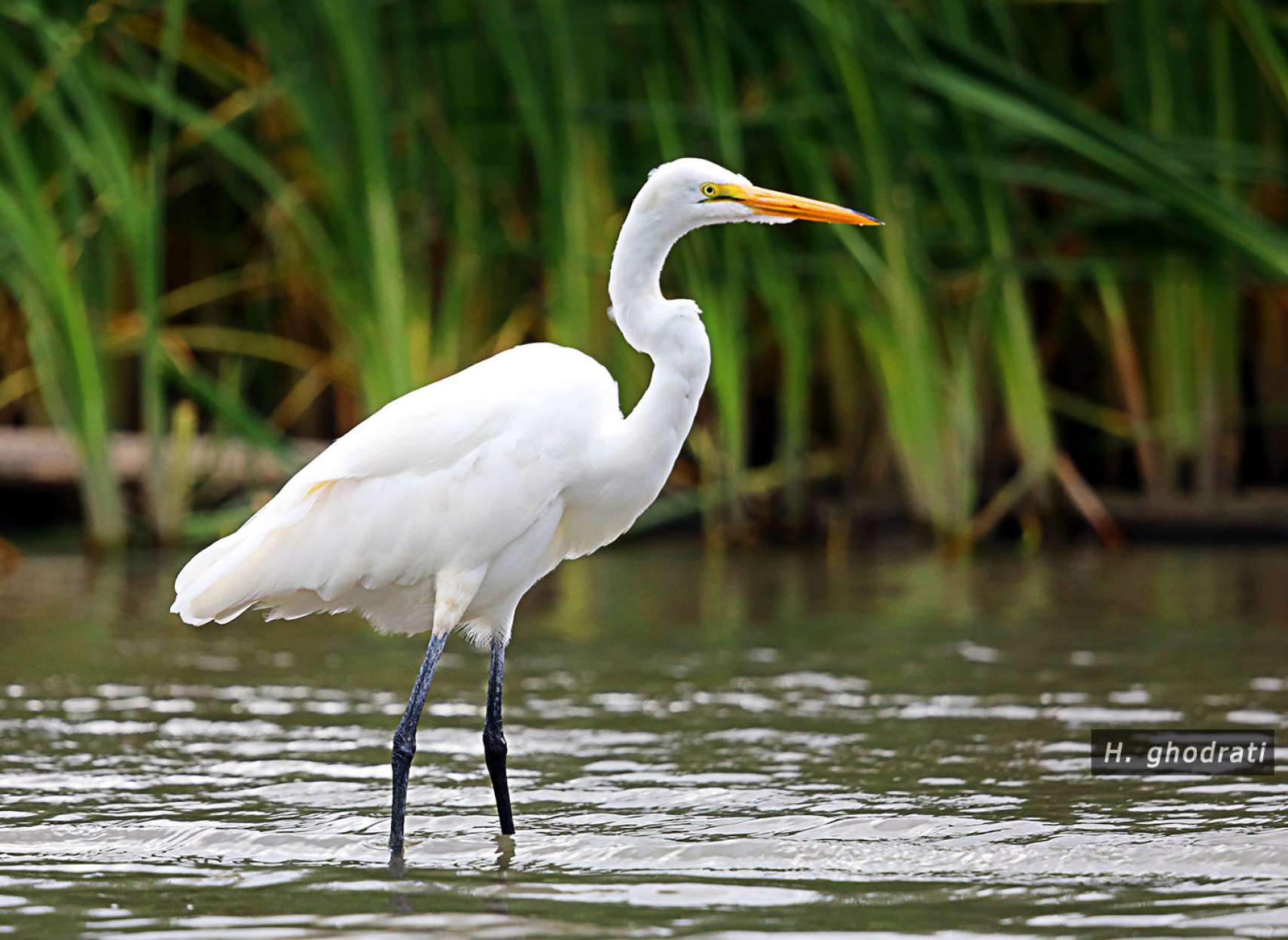 در آب برای صید