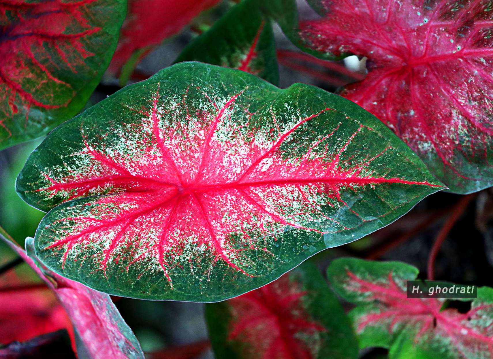 برگ رنگ پرچم ایران