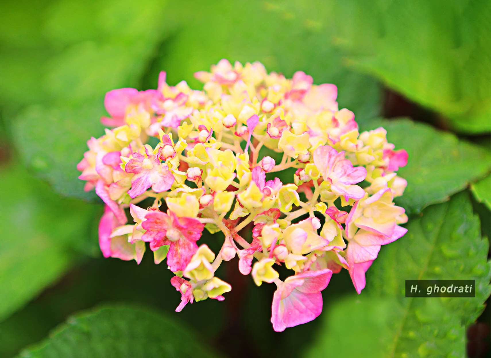 آخرین گل‌های پیش پائیزی