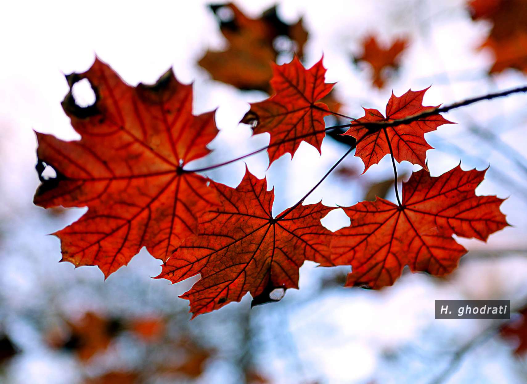 آخرین سرخ برگان