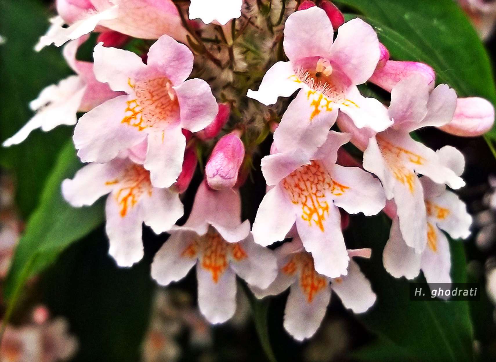 صورتی‌های کمرنگ