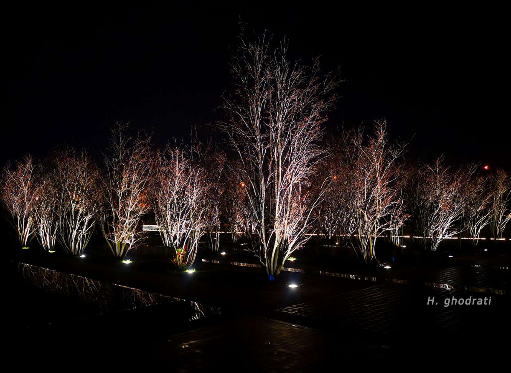 نور بر درختان